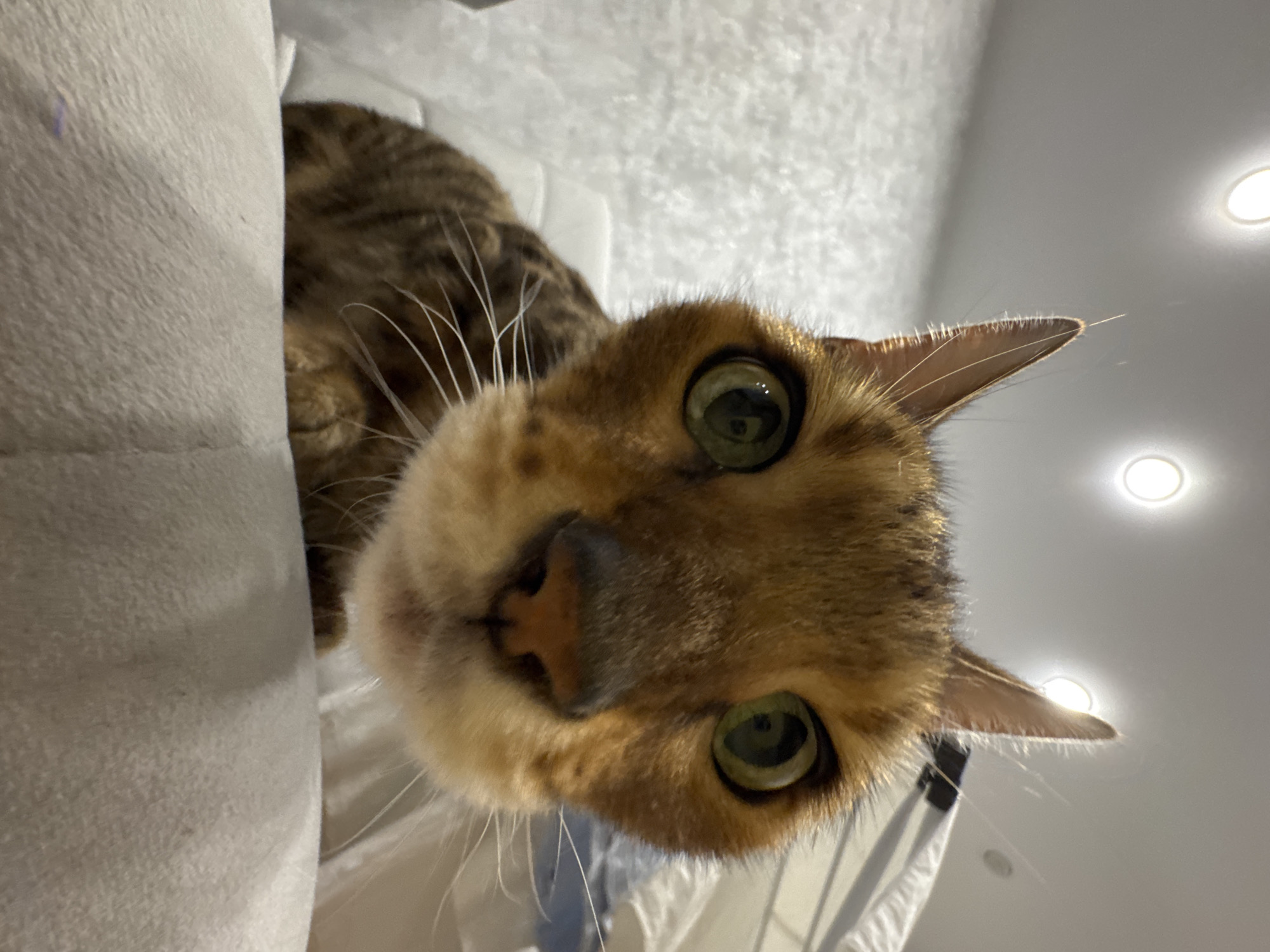 A close-up, slightly low-angle shot of a cat's face. The cat has golden-brown fur with darker markings, large green eyes, a pink nose, and white whiskers. Part of its body is visible on the left, next to a light grey or white cushion. The background is blurry, showing a white wall and ceiling with multiple ceiling lights. Location is Unknown, Unknown.