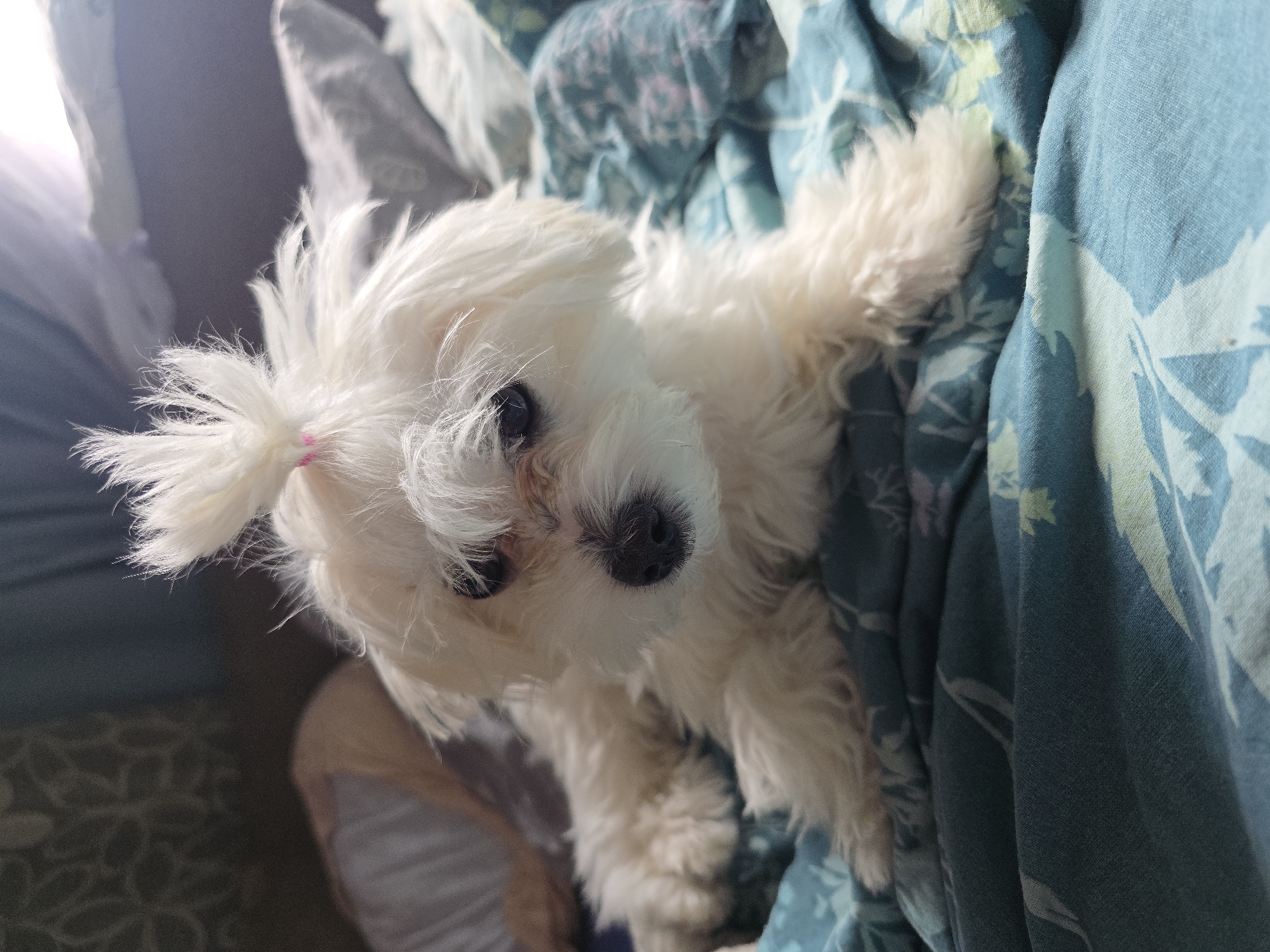 A white Maltese dog with a pink hair tie on its head is lying on a bed with a floral patterned comforter. The dog is looking directly at the camera with its dark eyes. The background is blurry, but appears to be a bedroom with pillows and blankets. There is no information about the location in Novocheboksarsk, Russia.