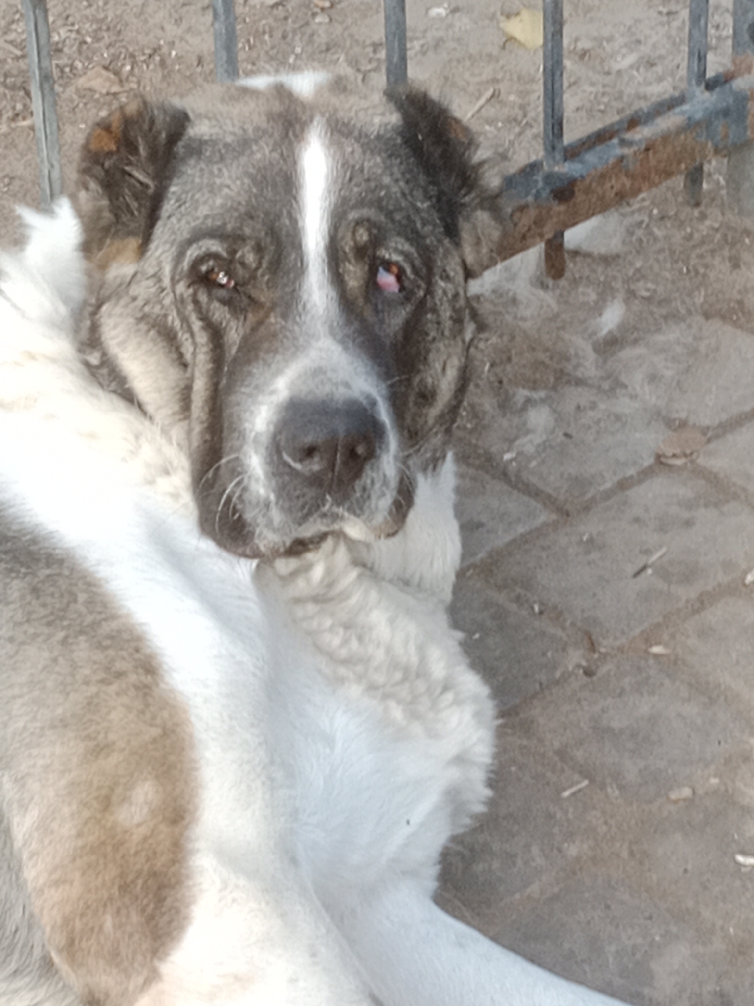 A large, white and grey dog is lying down on a paved surface near a rusty metal fence. The dog has a white stripe down its face and appears to be a Central Asian Shepherd Dog. The background shows loose dirt and some dry leaves. The overall scene suggests an outdoor area, possibly a yard or a kennel, in Мичурин ауылдық округі, Kazakhstan.
