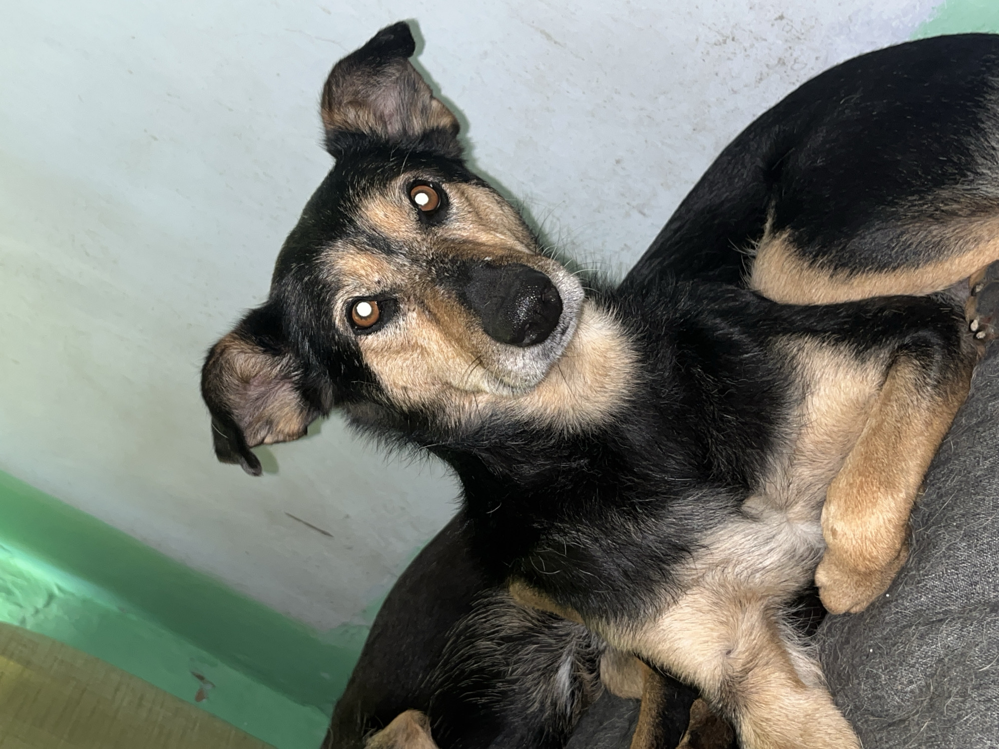 The image shows a close-up of a black and tan dog, with striking amber eyes and pointed ears, looking directly at the camera. The dog is lying down, appearing relaxed, with its paws crossed. The background is a plain, light-colored wall, with a hint of a green-painted surface visible in the upper left corner. The lighting is somewhat dim, casting subtle shadows. There is no discernible indication of the location within the city of Nizhny Tagil, Russia, or any specific environmental context that would pinpoint its geographical setting. The scene is focused solely on the dog.