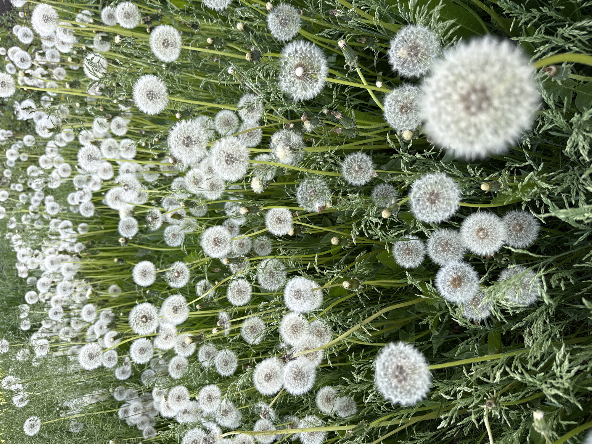 The image shows a field of dandelions gone to seed. The location is unknown, but the request mentions the city of Votkinsk, Russia. Numerous dandelion seed heads are visible, their white, spherical shapes contrasting with the surrounding green grass and foliage. The dandelions are in varying stages of seed dispersal. The camera angle is slightly above, looking down onto the field. The lighting appears to be natural daylight, with some shadows present. No people or animals are visible. The scene suggests a natural, uncultivated area.