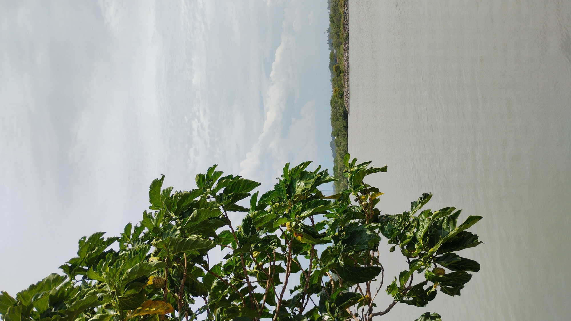 A vertical, medium shot photograph taken from a low angle depicts a tree branch laden with large, green leaves and some small, bumpy fruits, likely morinda citrifolia (noni fruit), on the left side of the frame. The branch extends diagonally from the upper left to the lower left corner. In the background, a calm, grayish body of water fills the majority of the right side of the image, with a faint ripple pattern on its surface. A distant shoreline with lush green trees and a rocky embankment separates the water from a pale, cloudy sky. The scene is likely a waterfront park or a coastal area within Lhokseumawe, Indonesia, given the presence of tropical foliage and the type of vegetation observed. The lighting is diffused, suggesting an overcast day.