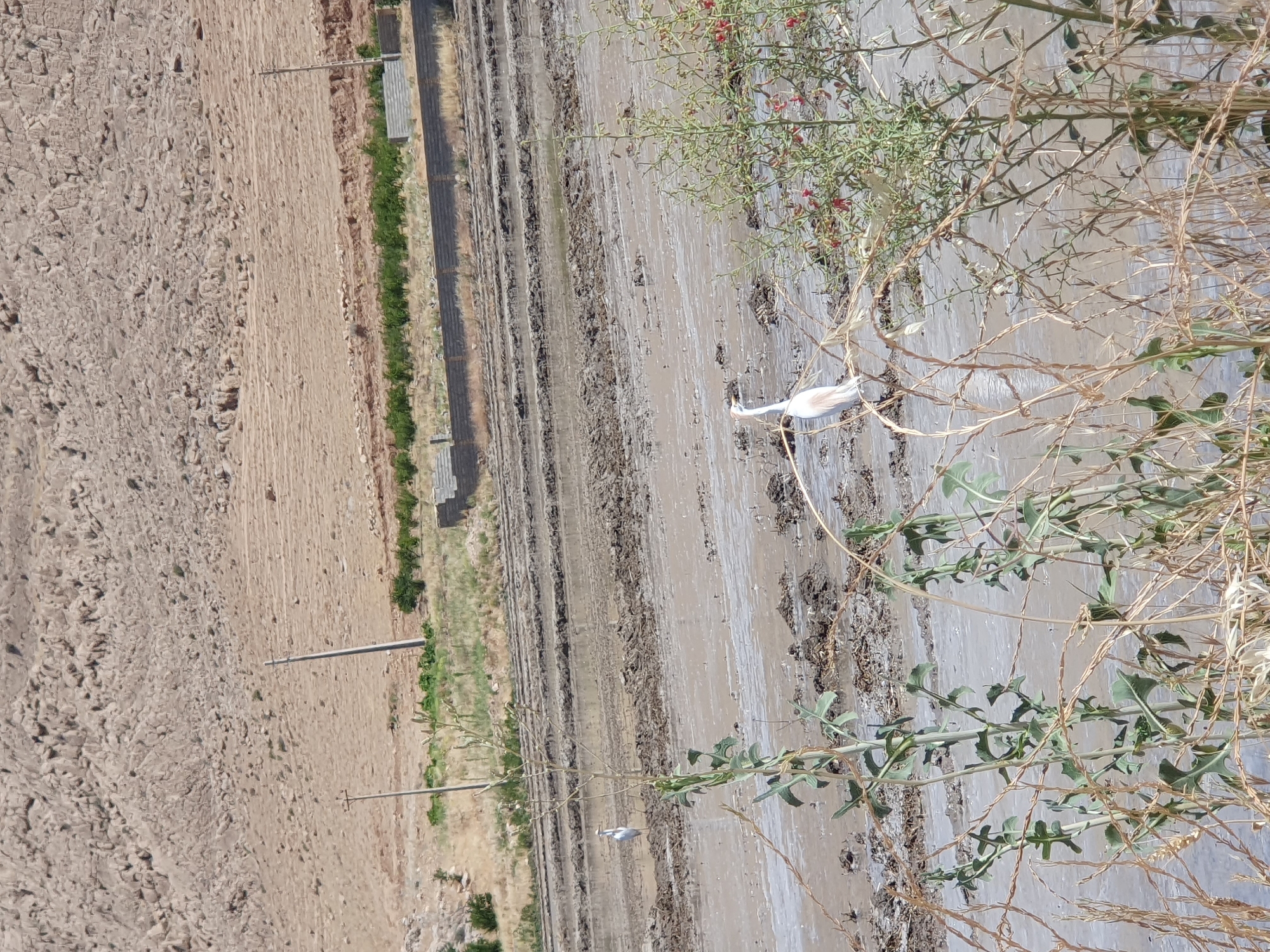 The image depicts a flooded agricultural field, likely a rice paddy, in Kheyrabad, Iran. The terrain is characterized by mud and water, with distinct rows suggesting cultivation. In the middle ground, a white egret stands in the shallow water, facing left. In the foreground, a cluster of green plants with dry stalks and some red berries is prominent, partially obscuring the view of the egret and the field. The background shows a dry, rocky hillside with sparse vegetation and utility poles. The overall scene conveys a rural agricultural environment.