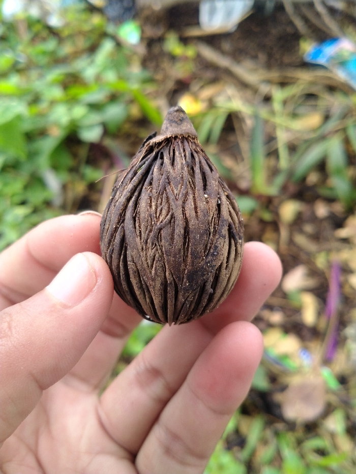 A close-up outdoor shot features a person's hand holding a dried, brown, and highly textured object. The object is roughly ovoid or tear-drop shaped, about the size of a small palm fruit, and possesses a distinctly fibrous and deeply wrinkled surface. This intricate texture forms a pattern of raised, irregular ridges and grooves that converge towards a pointed tip at one end, indicating where it might have been attached to a stem or plant. The object's color is a dark, muted brown with lighter tan or dusty highlights in its depressions, characteristic of a dried seed, nut, or fruit.
The hand, showing parts of the thumb, index finger, and palm, gently cradles the object, presenting it towards the camera. The skin appears light-toned and healthy.
The background is softly blurred, depicting an outdoor scene with predominantly green foliage, likely grass and other plants, interspersed with patches of brown earth. This suggests a natural or garden environment, possibly somewhat unkempt, as faint, colorful blurs in the distant background might indicate scattered debris. The natural lighting confirms it is daytime.
The activity shown is the examination or presentation of this natural specimen. There are no visible emotions or text. The object's appearance, resembling a dried palm seed, is consistent with the location context of Karanganyar, Indonesia, a region known for its tropical flora.