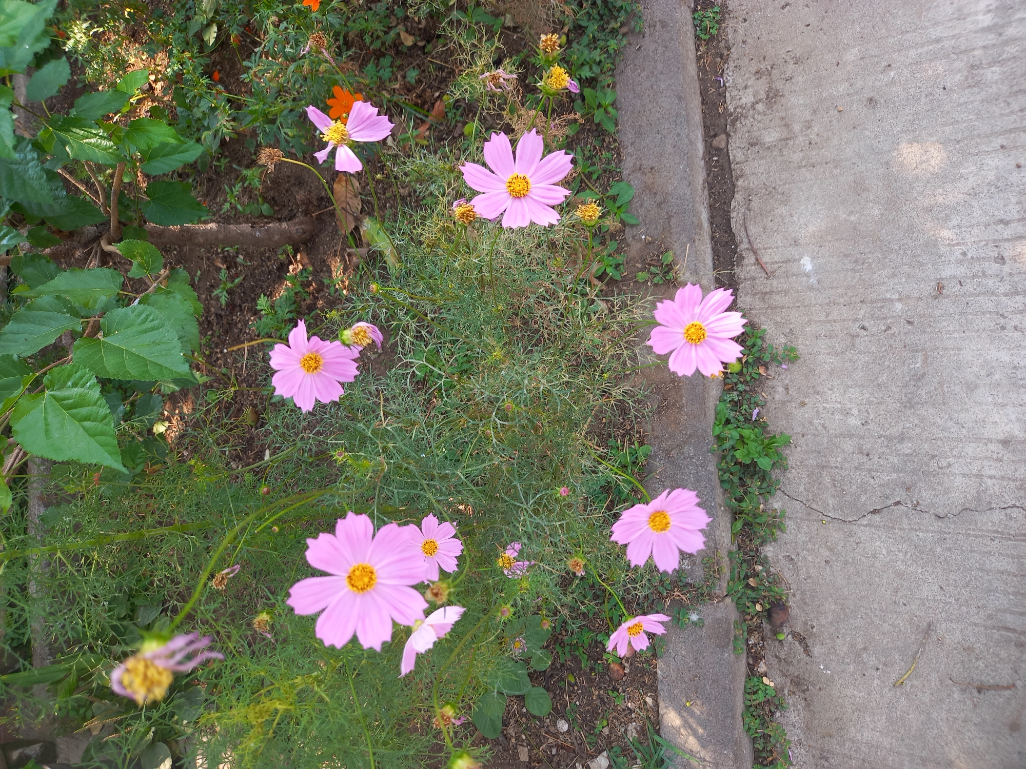 In Cankuang, Indonesia, a close-up, eye-level shot captures a cluster of pink cosmos flowers with yellow centers, interspersed with green foliage and a dry, brown stem with a few seed heads. Some flowers are in full bloom, while others are partially open or wilting. In the background, a tree trunk with rough bark and large, green leaves is visible, along with patches of dark soil. The foreground features a concrete pathway with a rough, cracked surface and a strip of green grass along its edge. The lighting suggests a sunny day, casting soft shadows on the ground.