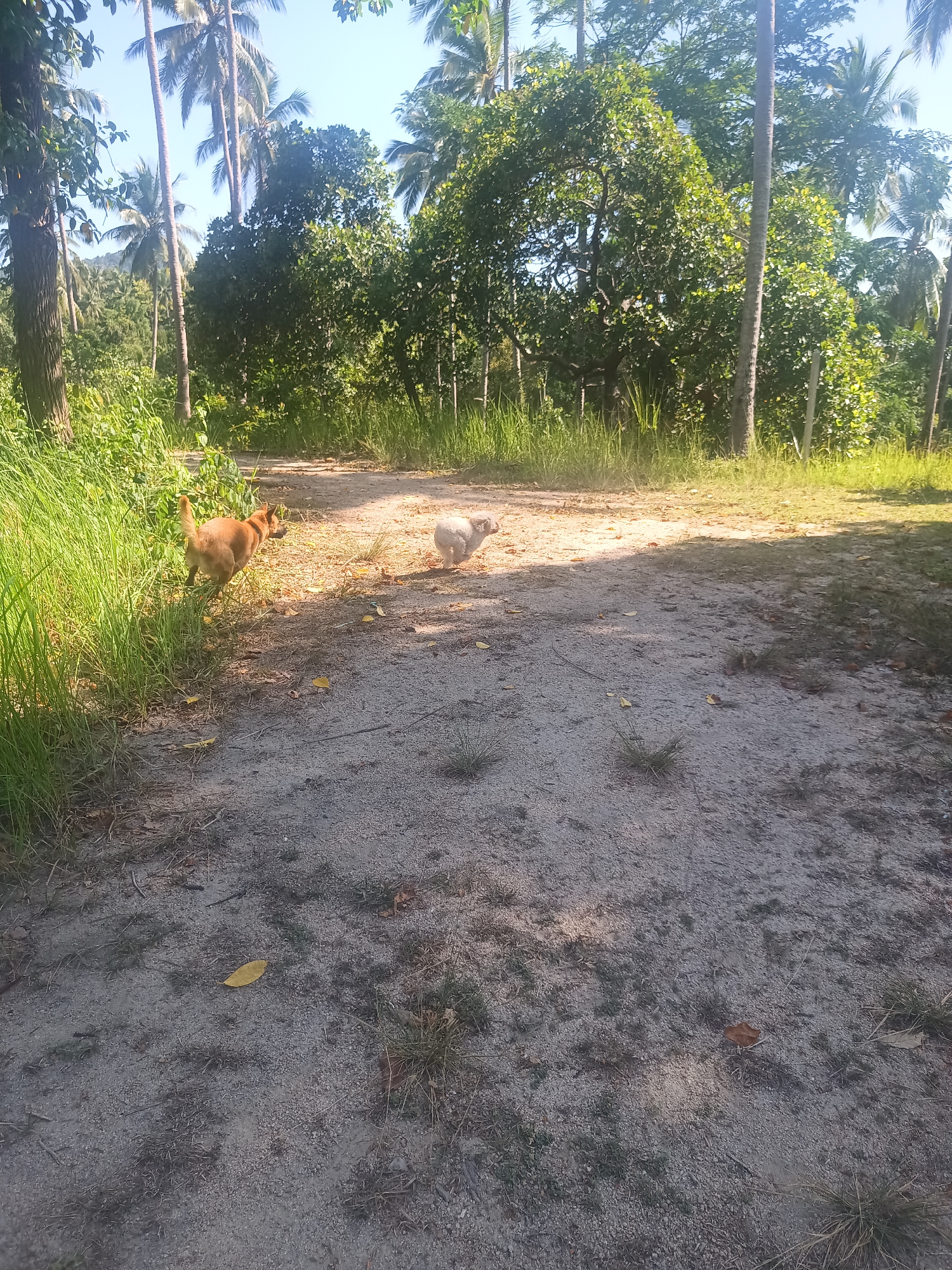 Two dogs are seen in motion on a sandy dirt path winding through a lush, tropical landscape in Baan Thong Nang, Thailand. The path is bordered by tall green grass and dense foliage. One dog, reddish-brown or ginger in color, is on the left side of the path, emerging from the tall grass and appearing to run forward with its tail raised. Slightly behind and to the right is a lighter-colored, possibly white or cream-colored, dog also moving along the path.
The setting is an outdoor, natural environment, likely a rural area or a path through tropical vegetation. Numerous tall palm trees are visible, particularly in the background and along the edges of the path, alongside other large trees with abundant green leaves. The ground of the path is made up of sand and small pebbles, with scattered patches of dry grass and fallen leaves.
The image is captured in bright daylight, indicated by the strong sunlight illuminating sections of the path and parts of the dogs, and creating distinct shadows. The sky appears clear. There is no visible text in the image.