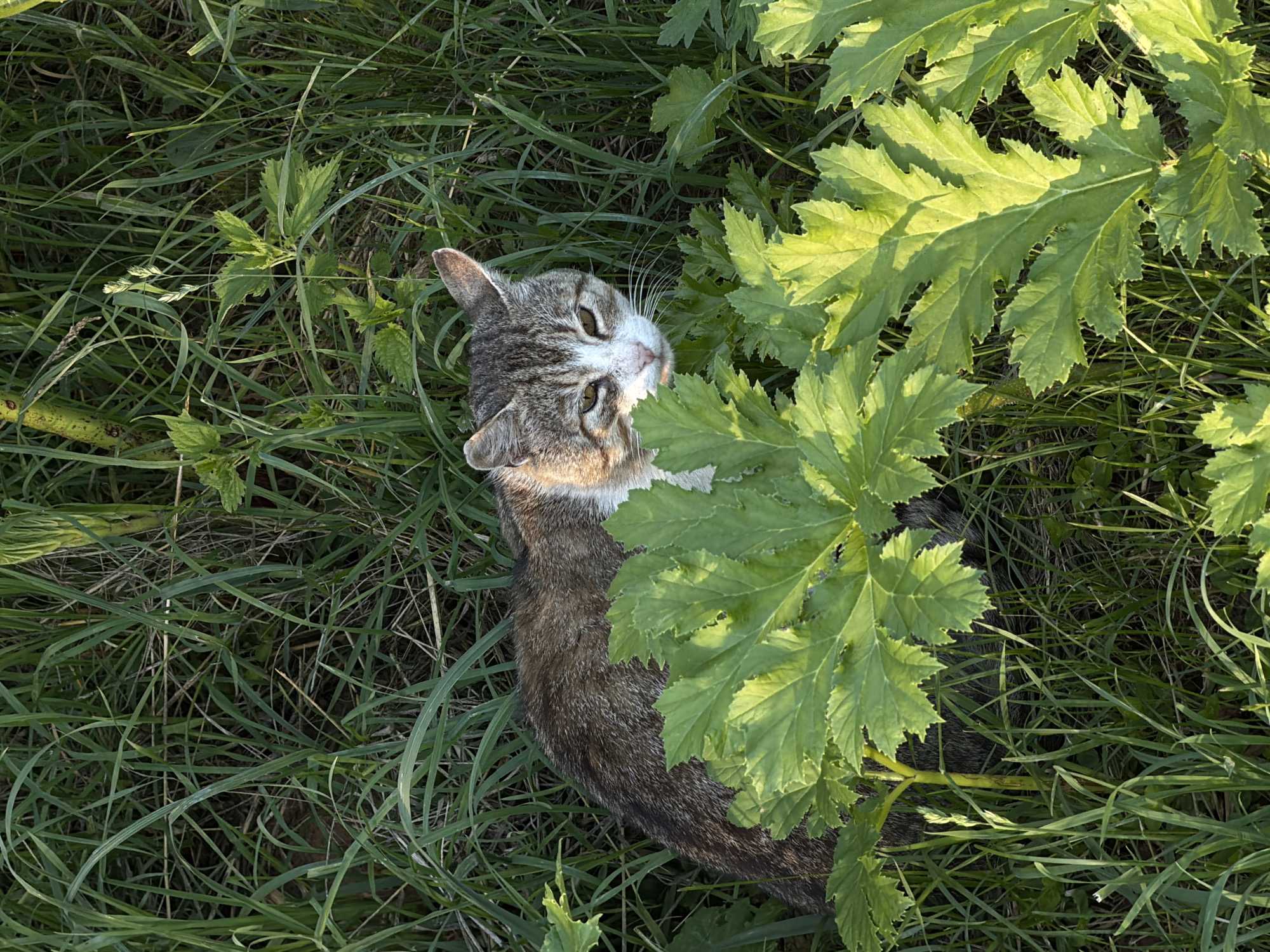 A tabby cat with white fur on its chest and face sits in tall green grass and vegetation. The cat is looking towards the viewer with its eyes partially closed. The cat's fur is brown and gray with tabby markings. The background consists of dense green grass and some larger leaves in the foreground. The scene appears to be outdoors, possibly in a rural or natural setting, given the abundant vegetation. No specific landmarks or urban features are visible to pinpoint a precise location within Курилово Снт, Russia, beyond the presence of outdoor vegetation.