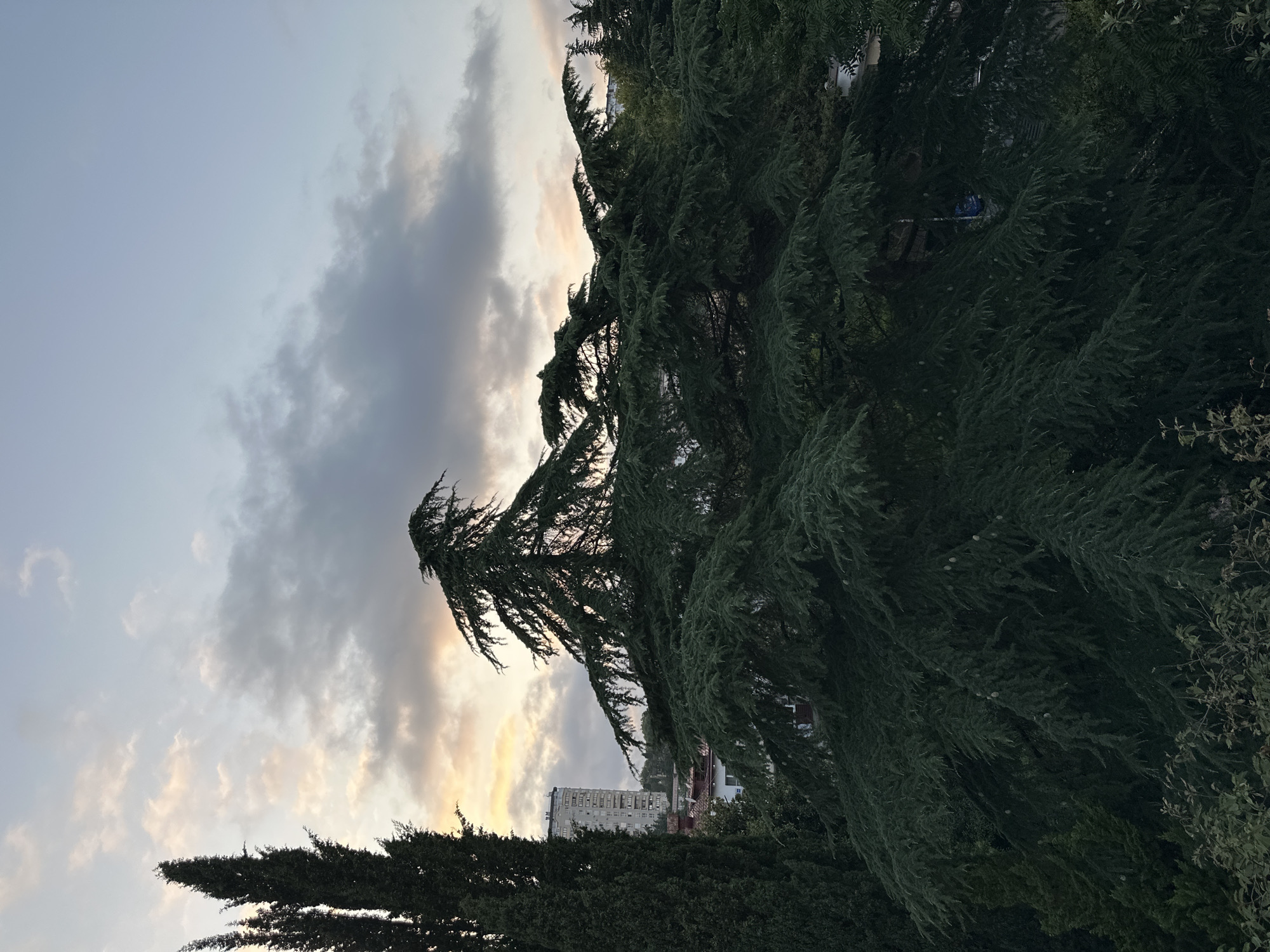 The image depicts a view of trees and a building against a cloudy sky. The foreground is dominated by large, dark green coniferous trees, their branches reaching out and creating a sense of depth. Behind the trees, a tall, grey apartment building is visible, with several windows. The sky is a mix of light grey and pale yellow clouds, suggesting it might be dusk or dawn. The scene appears to be an urban environment, possibly a residential area. The location is specified as Sochi, Russia, implying this is a common architectural style or natural landscape found in that region. No people or specific actions are depicted in the image.