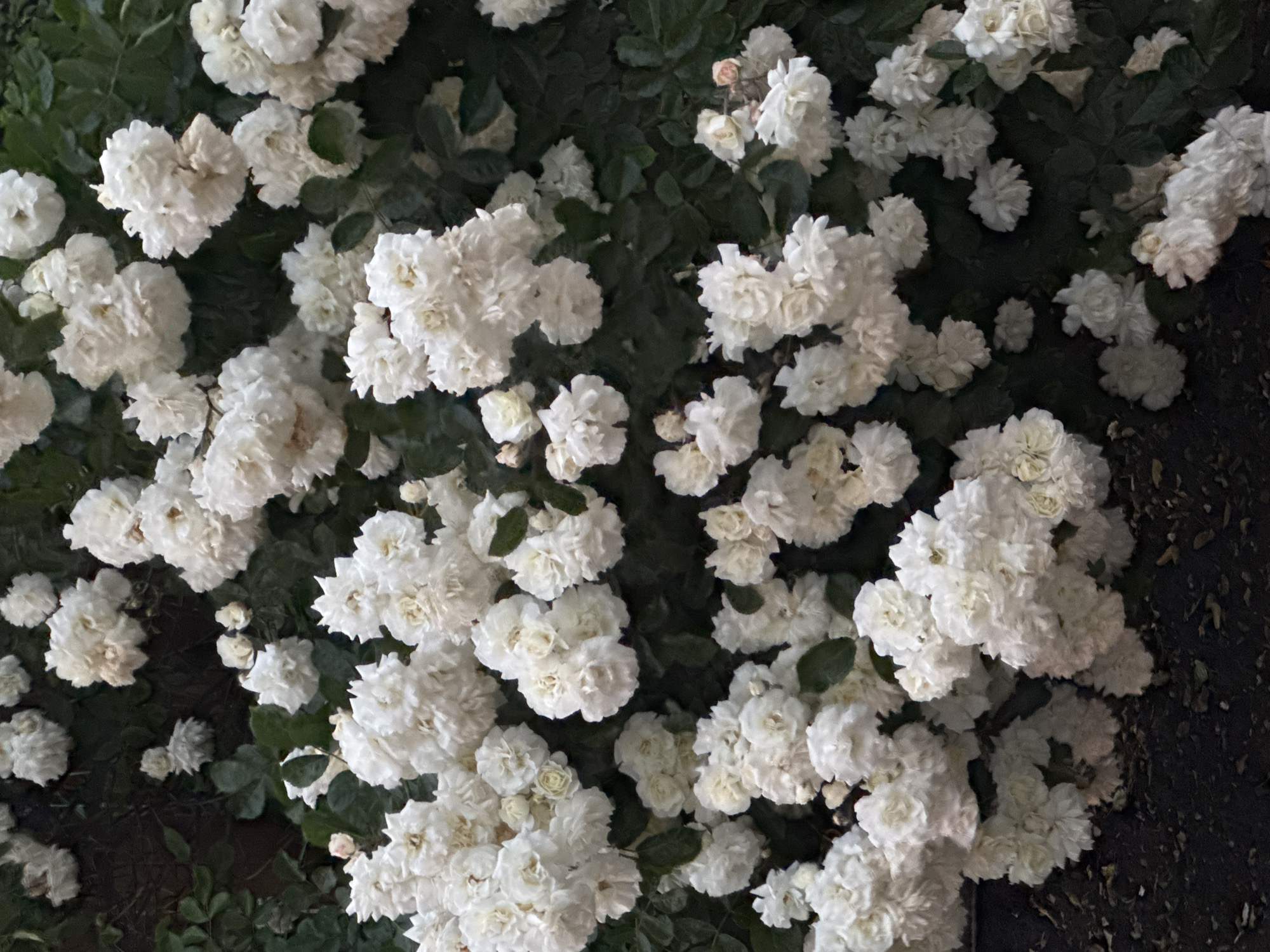 The image shows a dense cluster of small, white flowers, likely roses, against a backdrop of dark green leaves. The lighting suggests an evening or low-light situation. The composition is tightly framed, focusing on the floral arrangement with minimal background detail. No people, actions, or interactions are visible. The context of Yuzhny, Russia is not evident from the image itself.