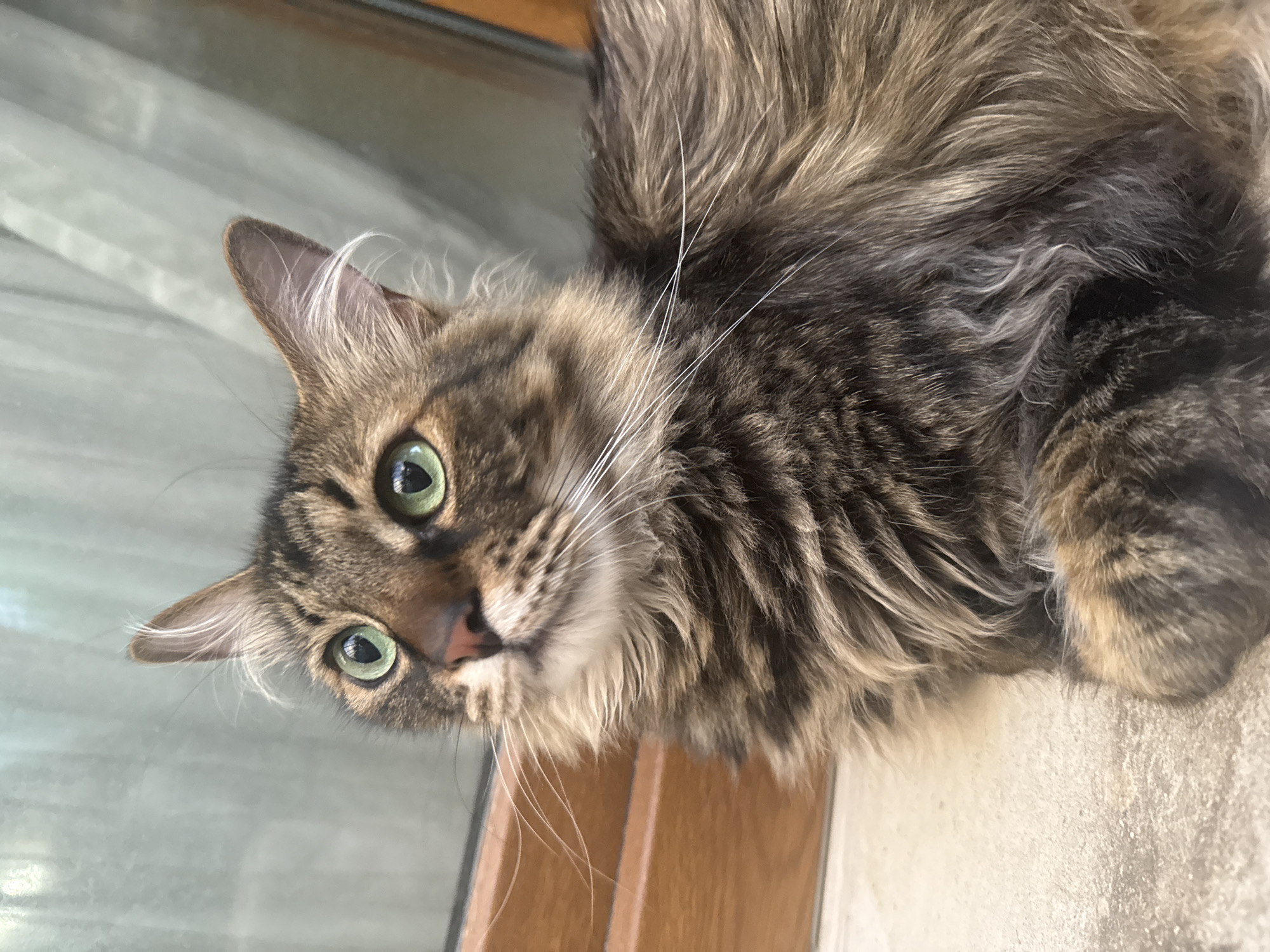 A medium shot captures a long-haired tabby cat with striking green eyes, looking upwards and to the left. The cat's fur is a mix of brown, black, and gray, with a fluffy mane around its neck. Its whiskers are long and white, fanning out from its muzzle. The cat is lying down on a textured, light-colored surface that appears to be a floor or patio. In the background, a window with a sheer, light-colored curtain is visible, and a wooden frame of a door or window is on the left side of the image. The lighting suggests an indoor environment, possibly near a window. The image does not contain any identifiable landmarks or elements that would pinpoint a specific location within the city of Sofia, Bulgaria.