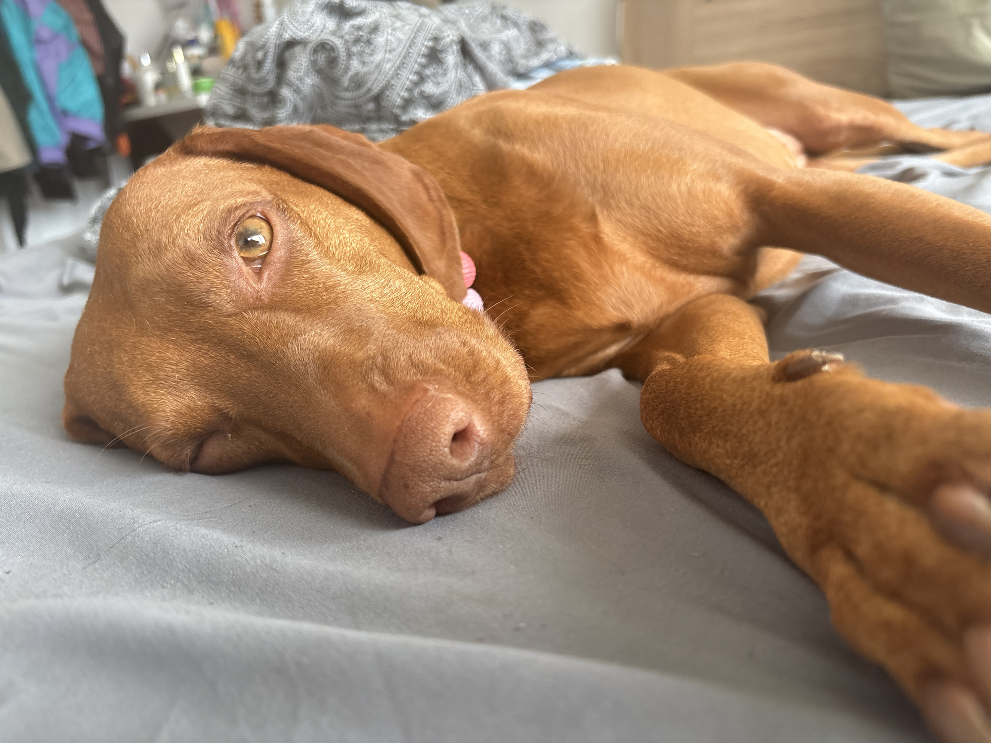 A reddish-brown dog, possibly a Vizsla, lies comfortably on its side on a bed. The dog's head is resting on a plain gray bedsheet, with one eye partially open and looking towards the viewer, conveying a serene and relaxed expression. Its smooth, short coat is a uniform reddish-brown, and a small pink collar or tag is faintly visible near its neck.
The dog occupies the majority of the frame, stretched out with its body and legs visible. In the background, behind the dog's back, a crumpled gray blanket or duvet with a subtle pattern is visible. Further back, out of focus, are hints of clothes hanging and other indistinct objects, suggesting an indoor bedroom setting. The lighting is soft and natural, illuminating the dog's fur.
The overall scene depicts a quiet moment of rest or relaxation for the dog. There is no visible text in the image. This scene is set in Sofia, Bulgaria, as per the provided context.