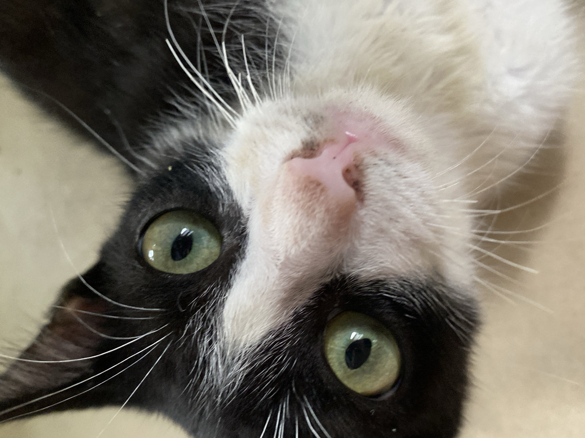 A close-up, tilted shot focuses on a black and white cat. The cat is facing upwards. Its eyes are green and reflect the light. The cat's nose is pink. The fur around the nose and mouth is white. The background is blurry and appears to be a light tan or beige color. The location cannot be determined from the image, nor can it be determined if it was taken in Tinaquillo, Venezuela.