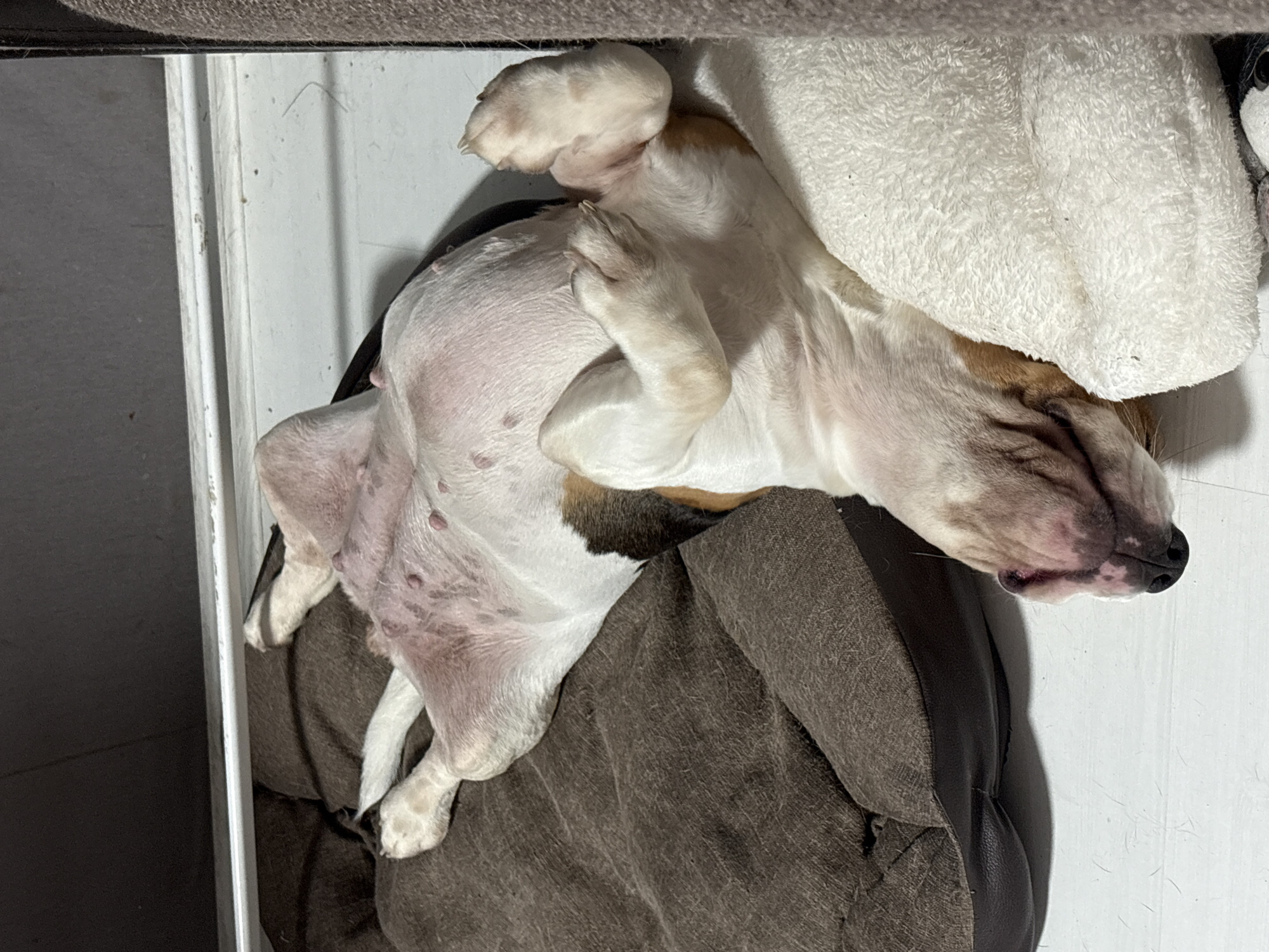 An adult dog, predominantly white with brown and black markings, is sleeping on its back on a dog bed. The dog's paws are in the air, and its belly is exposed, revealing several nipples. The dog's head is turned to the side, with its nose resting on a white fluffy object. The scene appears to be indoors, with a white baseboard and a dark wall or surface in the background. There is no indication of the dog's location in the city of Марковский, Russia.