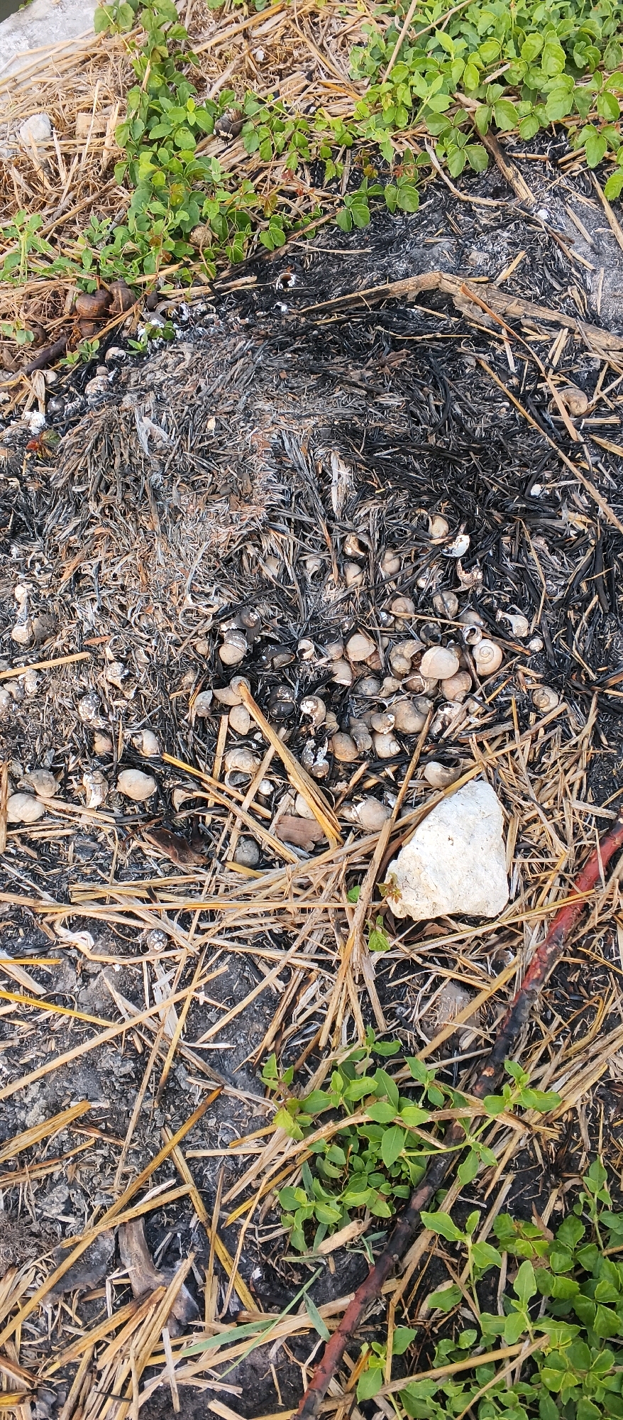 The image depicts a close-up, overhead view of a patch of ground in Japanan, Indonesia. The scene is characterized by a mixture of dried grass, burnt vegetation, and numerous small snail shells. Green vegetation, likely new growth, is interspersed throughout the area. A single white rock is visible in the lower right quadrant of the image. The ground appears to be soil, with some areas showing signs of ash and charring from a past fire. There are no people or animals visible in the image.