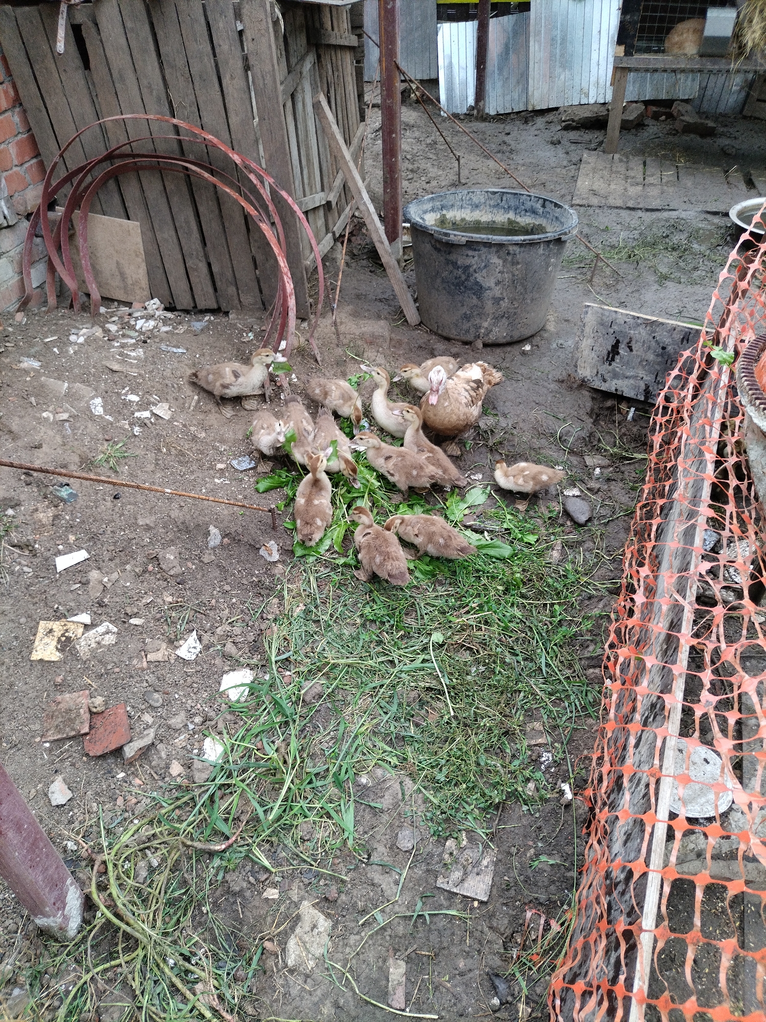 In Znamenskiy, Russia, a rural outdoor scene depicts a group of approximately ten ducklings and one adult duck foraging in a muddy yard. The ground is covered in dirt and scattered debris, including broken pieces of brick and wood. Several curved metal objects, possibly remnants of old fencing or industrial materials, lean against a rustic wooden fence in the background. Adjacent to the ducks is a large, weathered black plastic bucket filled with murky water. To the right, an orange safety net is stretched across a portion of the yard, partially obscuring a structure made of corrugated metal and wood. The overall environment suggests a farm or homestead setting.