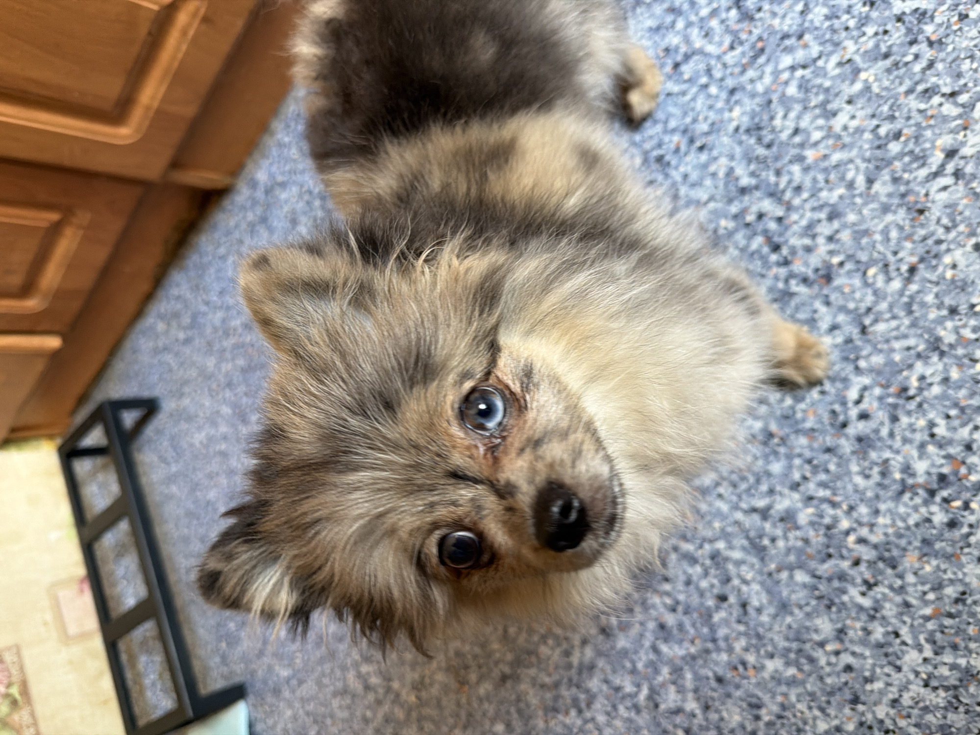 A Pomeranian dog with heterochromia, one blue eye and one brown eye, is looking up at the camera. The dog has tan and grey fur. It is standing on a speckled blue floor in what appears to be a kitchen. In the background, there are wooden cabinets and a black metal rack. The image is a close-up shot, with the dog filling most of the frame. The location is described as Chaikovsky, Russia, although there are no specific identifiers in the image to confirm this.