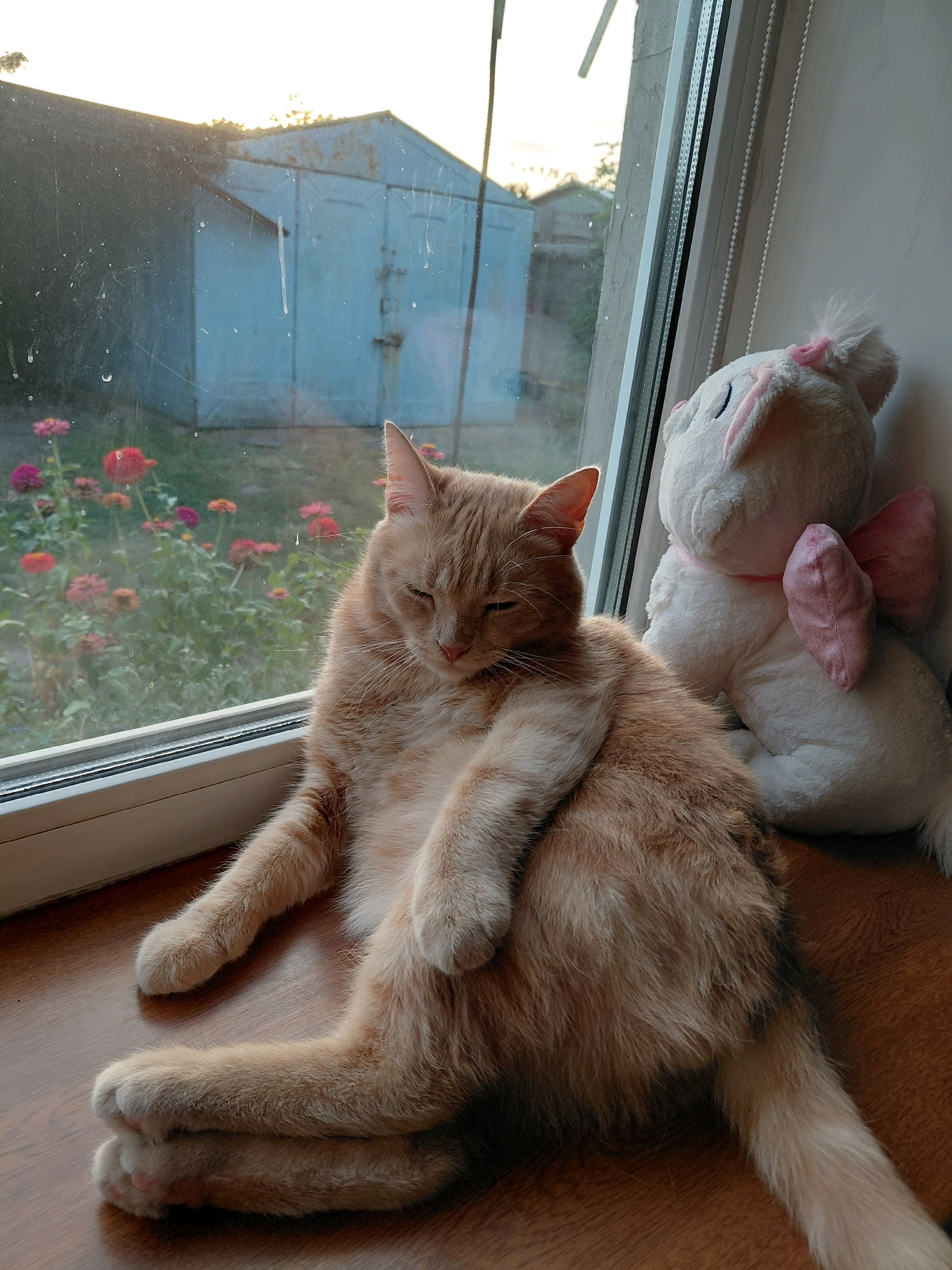 An adult ginger cat is resting on a wooden windowsill in front of a window. The cat is lying on its side, with its legs crossed. Its eyes are closed, and its head is resting on its paws. Beside the cat is a white stuffed animal with a pink bow. Outside the window, there is a garden with pink and red flowers, and a blue garage. The sun is setting, casting a warm glow over the scene. The scene is domestic and peaceful.