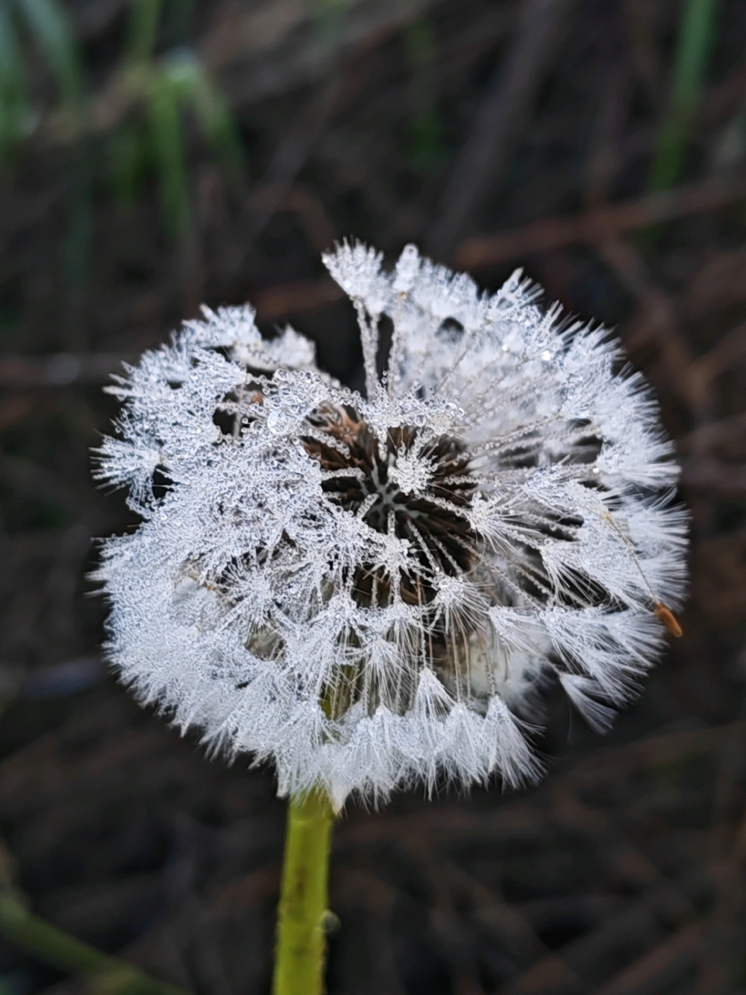 A close-up, eye-level shot shows a dandelion seed head covered in dew drops, appearing as if frosted. The dandelion is centrally located in the frame, with its stem visible at the bottom and the seed head extending upwards and outwards. The background is dark and out of focus, with hints of green vegetation and brown earthy tones, suggesting an outdoor environment, possibly in a park or natural setting within the Ждановіцкі сельскі Савет, Belarus. The dew drops catch the light, creating a sparkling effect on the delicate white seeds. The overall impression is one of natural beauty and the delicate details of a single plant in its environment.