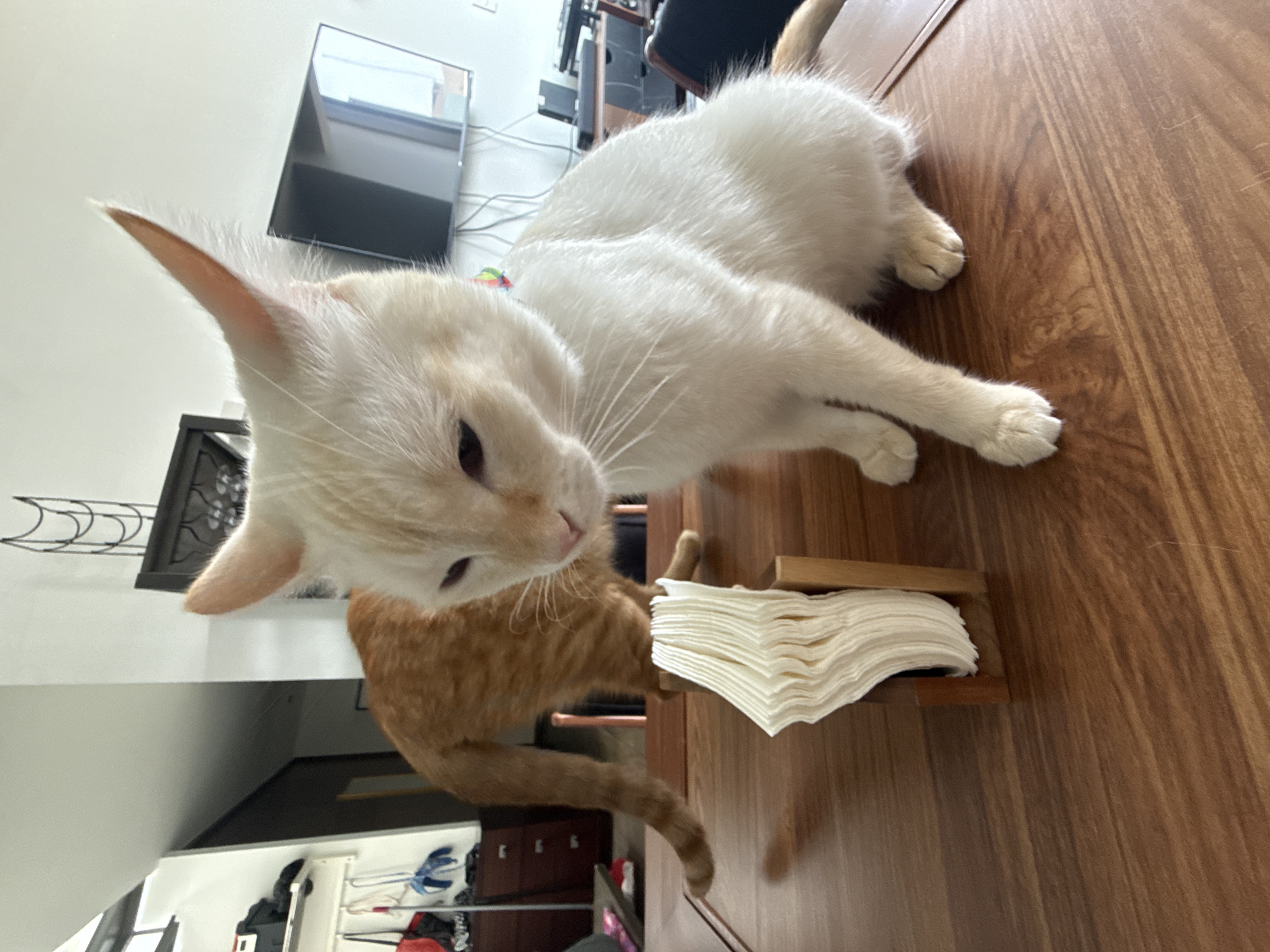 A light-colored cat lies on a wooden table next to a stack of napkins in a wooden holder. Below the table, an orange cat stands. In the background, there is a TV, some furniture, and what appears to be a portion of a kitchen area. The location is Mexico City, Mexico.