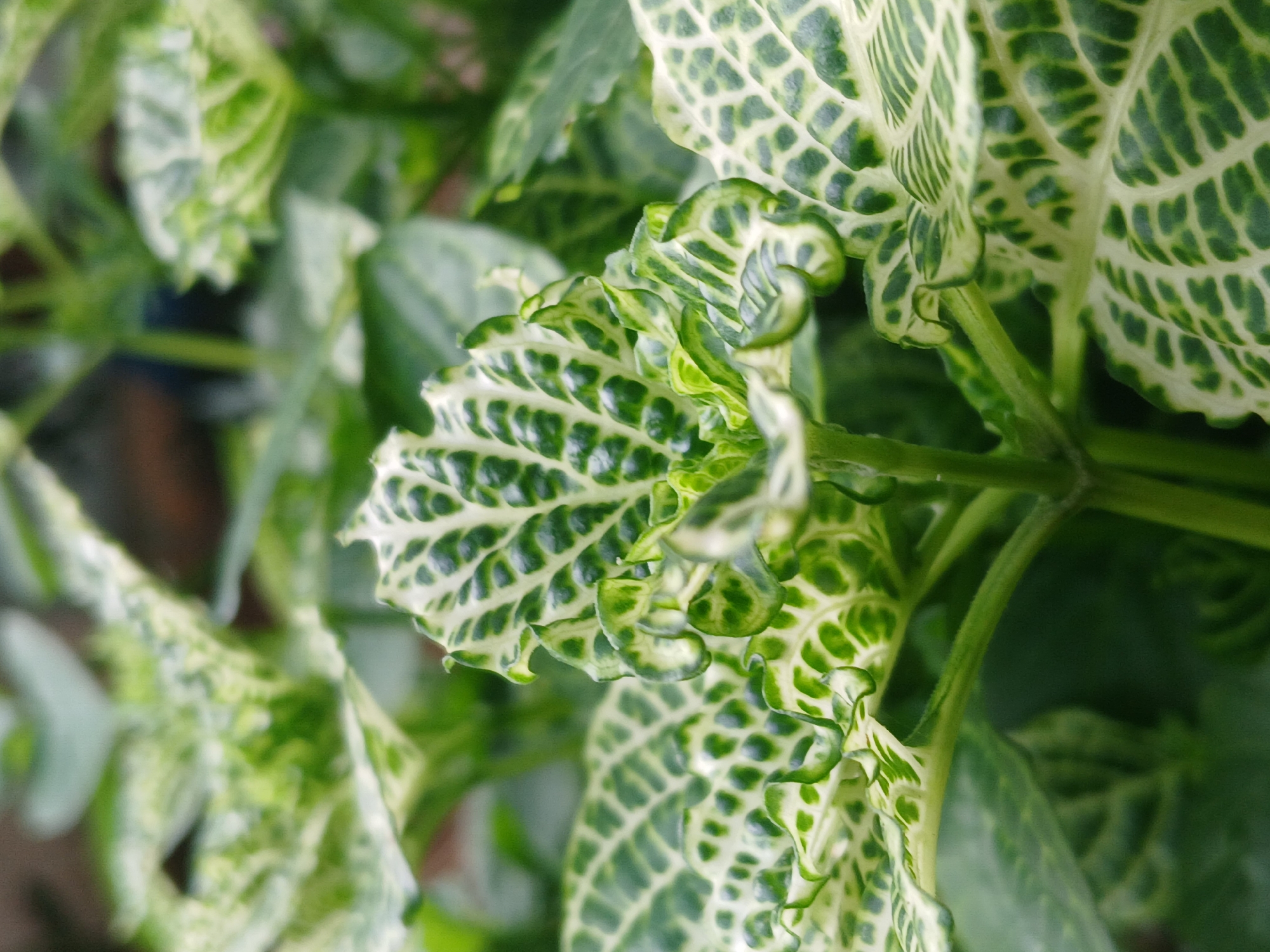 A close-up shot shows a cluster of patterned leaves, likely of a plant species known for its intricate venation. The leaves exhibit a reticulate pattern with white or pale green areas forming a web-like design against a darker green background. The edges of some leaves are slightly ruffled. The leaves appear vibrant and healthy. The location and date or exact time cannot be determined.