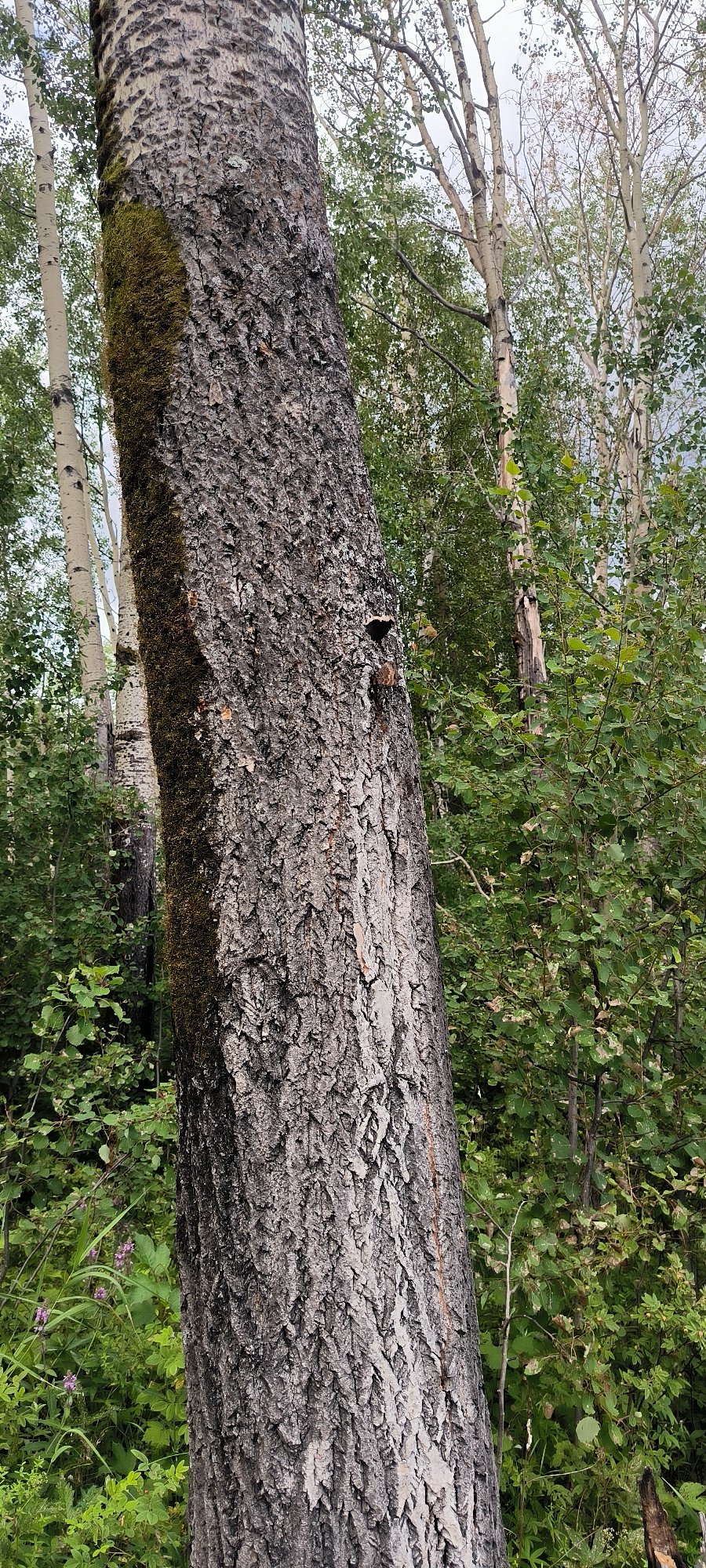 A close-up, eye-level shot focuses on the textured, gray bark of a large tree trunk. Patches of green moss cling to the left side of the trunk, suggesting a damp environment. The bark is rough and deeply furrowed, with some lighter, flaky sections. A small, dark hole, possibly an insect burrow or knot, is visible on the right side of the trunk.
Behind the prominent tree, the background reveals a dense forest with other trees. Some of these trees have smooth, pale bark, characteristic of aspen trees, and are interspersed with green foliage. The lighting suggests an overcast day. The presence of various trees and undergrowth indicates a natural, wooded area. The scene is devoid of any human presence or structures.
Based on the provided information, this image is not located in the city of Kurgan, Russia.