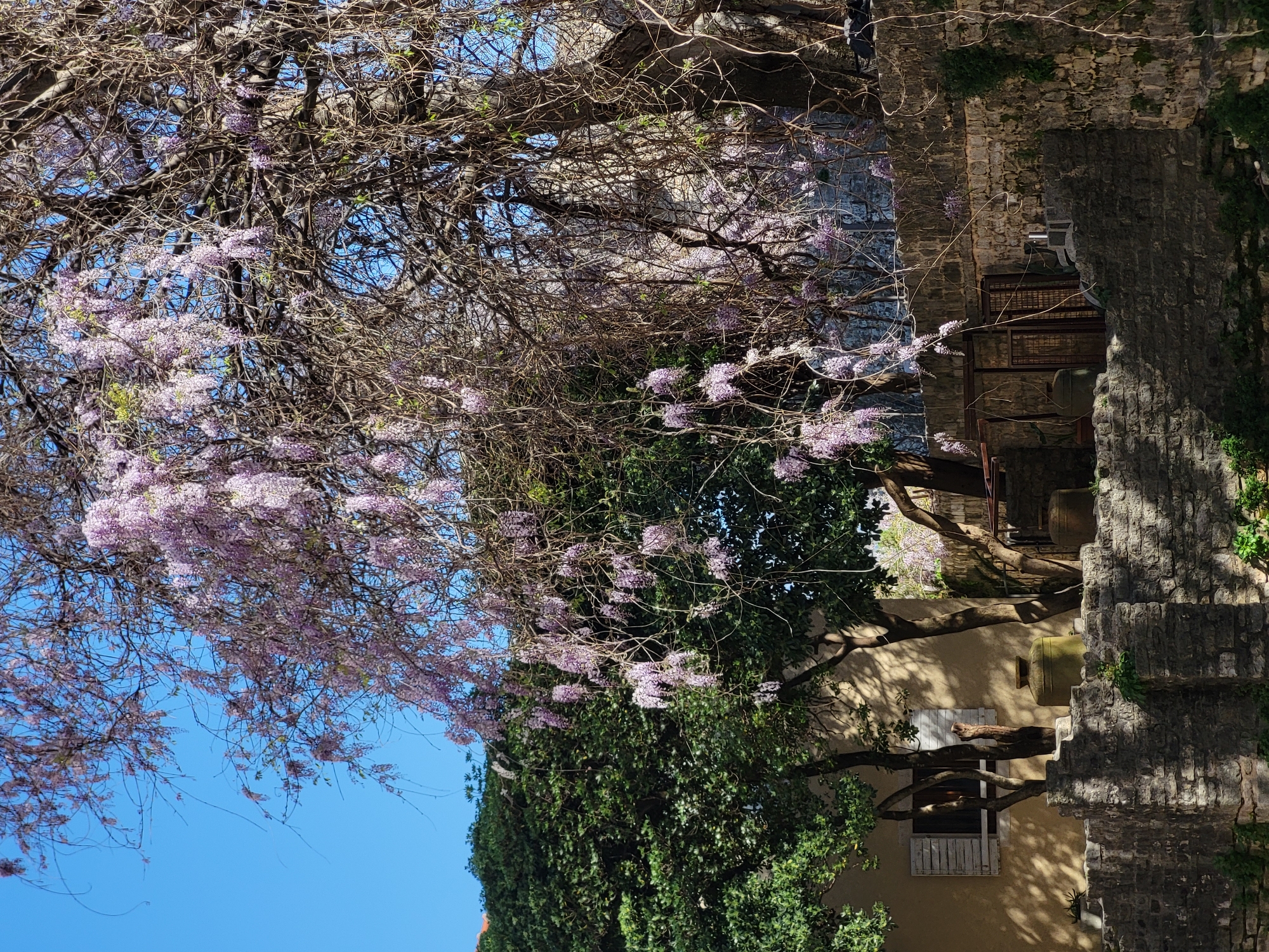 A vertical, eye-level shot depicts a tree with light purple blossoms and bare branches, framing a view of an old building and stone structures in Budva, Montenegro. The blue sky is visible through the tree's branches on the left side. The old building has a beige facade with a window that has white shutters. Stone steps ascend along the right side of the frame, leading to an elevated structure. An arched metal gate is seen in the background, and two large stone vases are on the building's roof. Green foliage is visible around the building and stone structures.