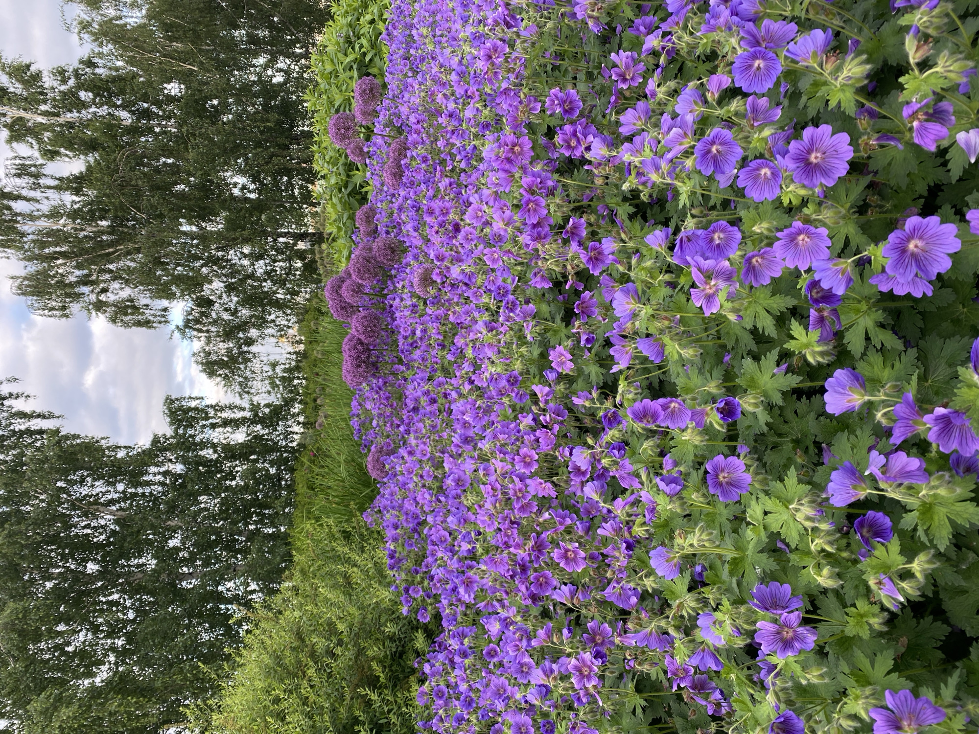 The image depicts a vibrant flower bed filled with purple geraniums in bloom. The flowers are densely packed, creating a carpet of purple. In the background, tall trees with green foliage form a natural backdrop. The sky above is partly cloudy, with glimpses of blue. The overall scene suggests a well-maintained garden, possibly a public park or botanical garden. There are no people or animals visible in the image. The location is Yekaterinburg, Russia.