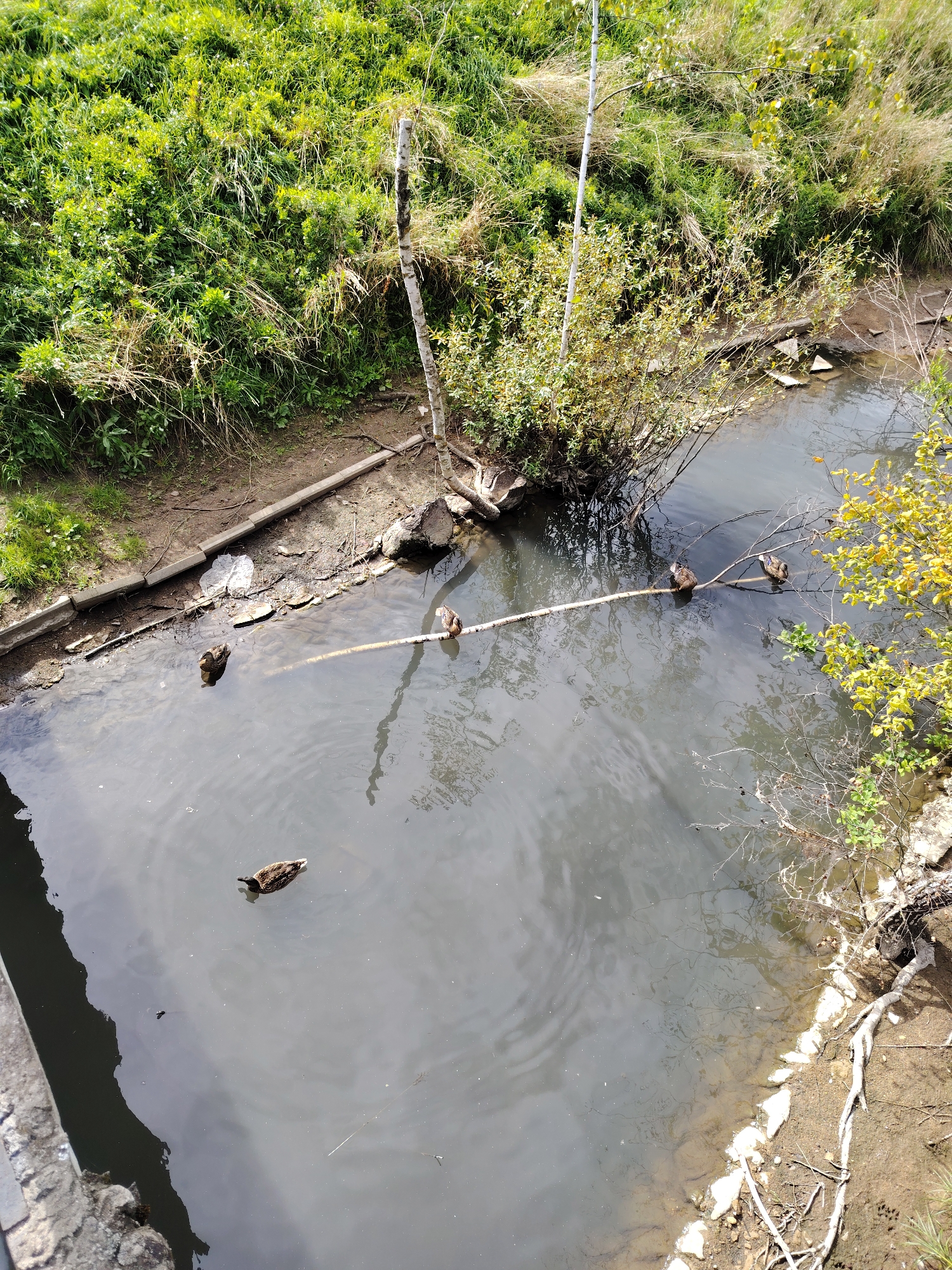 A high-angle shot captures a narrow, murky body of water with several ducks swimming and perched on a fallen log. The water's surface is rippled, reflecting the overcast sky and surrounding greenery. The banks of the waterway are overgrown with lush green vegetation, including tall grasses and bushes, with some bare earth and scattered debris visible. A thin, pale-barked tree stands prominently near the water's edge. In the foreground, a stone embankment lines the left side of the image. The scene appears to be a natural or semi-natural environment within a park or green space, potentially in the city of Zelenograd, Russia, known for its extensive forested areas and recreational zones. The overall impression is one of a quiet, somewhat untamed natural setting within an urban environment.
