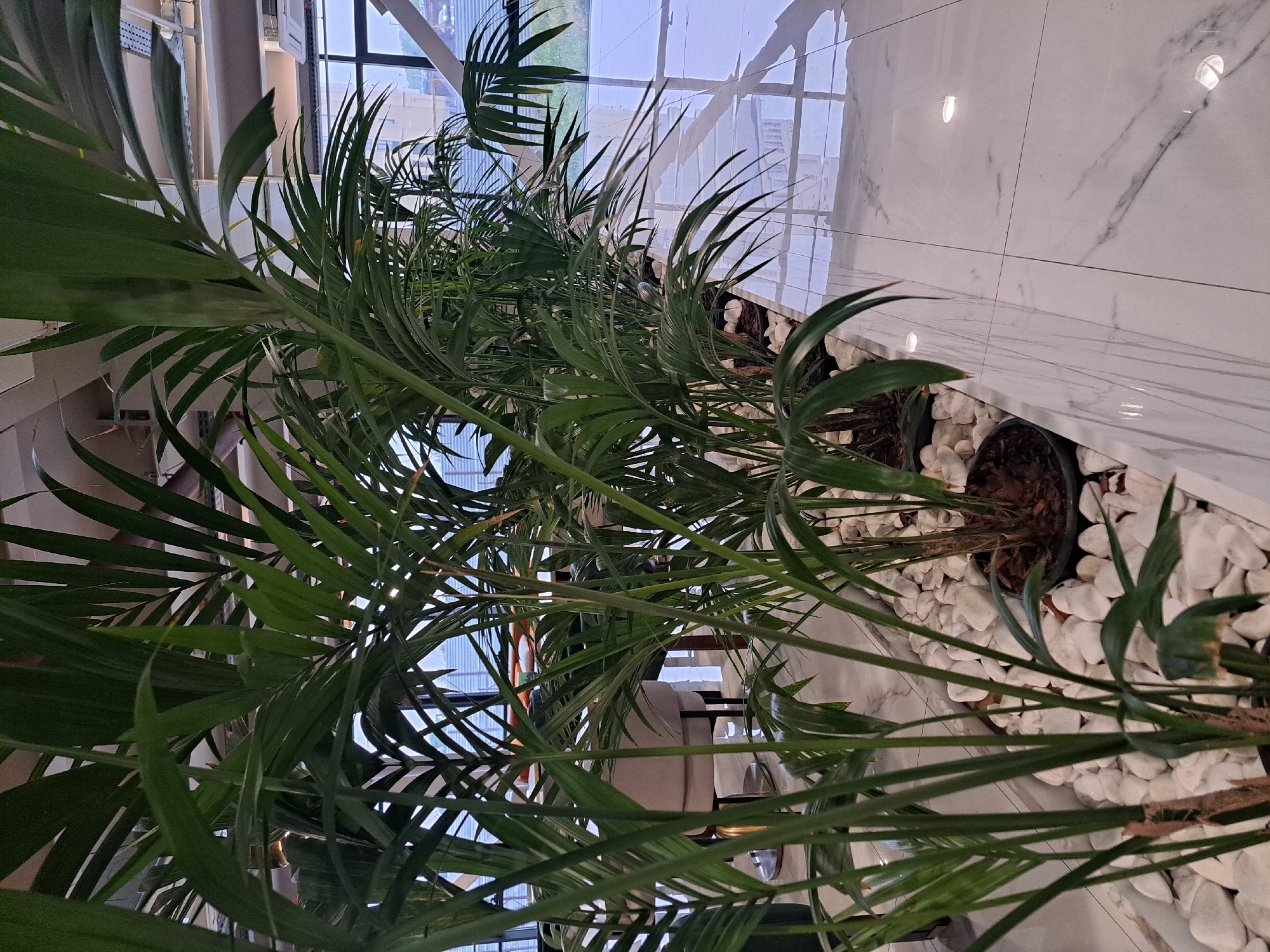 The image shows a row of potted palm trees in a planter box with white marble flooring and large windows in Yerevan, Armenia. The trees are dense with long, green fronds. The planter box is filled with white decorative stones. The background is out of focus but appears to be a modern, well-lit interior. Through the windows, glimpses of the city are visible.
