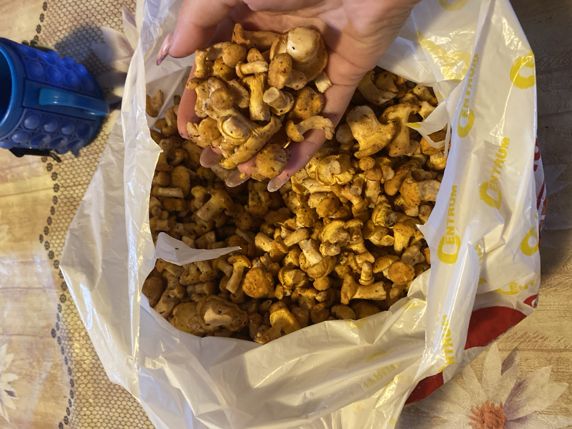 A pair of hands holds a pile of chanterelle mushrooms, the fingers are adorned with pink nail polish. The mushrooms are golden-yellow and varied in size, with some exhibiting wrinkled caps and others a more rounded shape. The mushrooms are spilling out of a white plastic bag that has a repeating yellow logo with the word "CENTRUM" on it. The bag sits on a patterned tablecloth with floral designs. In the background, a blue, textured mug or cup is visible. The setting appears to be indoors, on a table. There are no specific landmarks or features that would indicate the location within Ihnatpil, Ukraine.