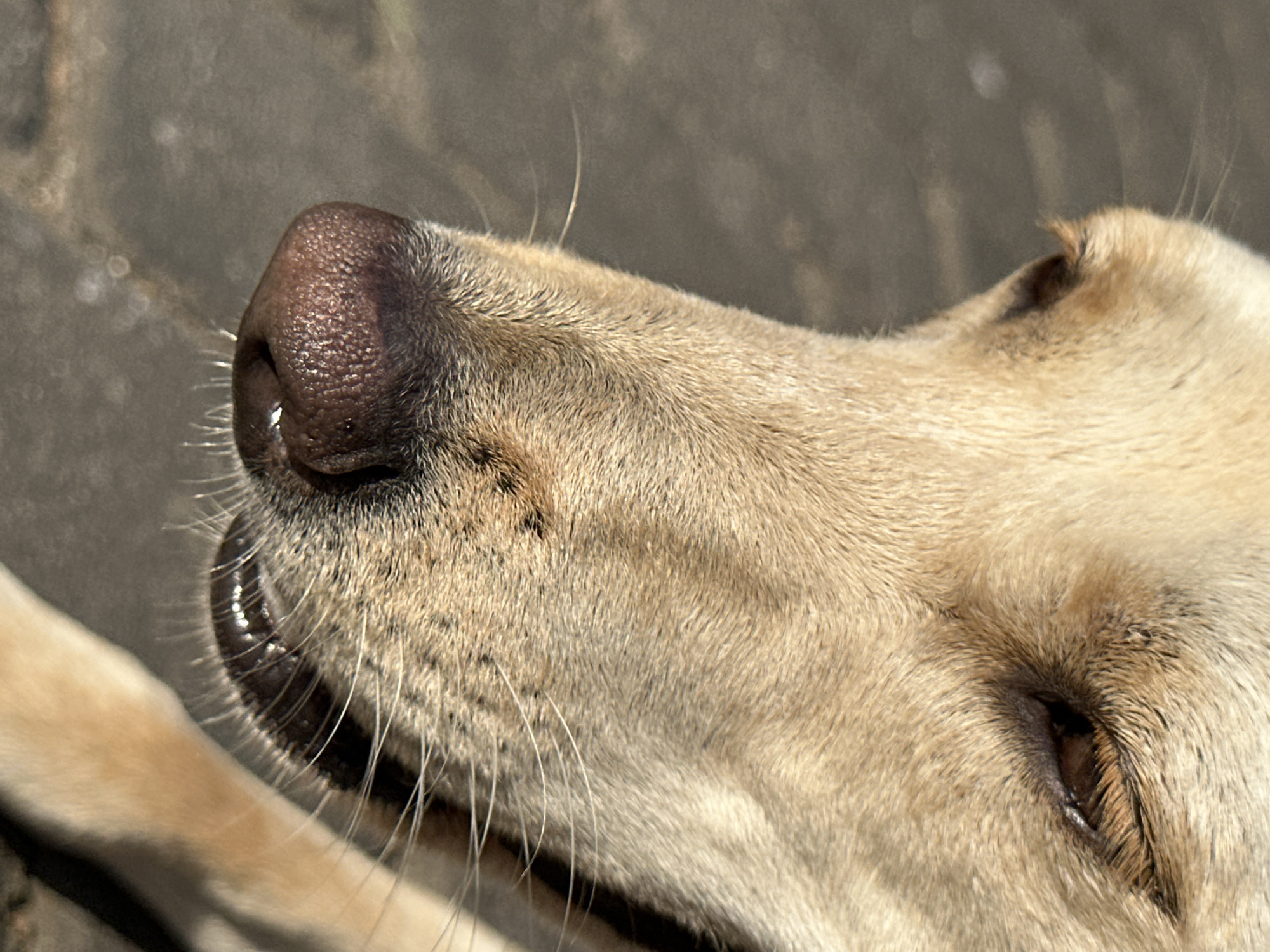 A close-up, eye-level shot focuses on the muzzle and right eye of a light-colored dog, possibly a Labrador Retriever. The dog's fur is a sandy blonde, with some darker markings around its snout. Its nose is dark brown and appears moist. The dog's right eye is visible, partially closed, with visible eyelashes and a dark pupil. Whiskers extend from the snout. The background is a blurred, gray, asphalt-like surface, suggesting an outdoor urban environment, potentially in Kuta Selatan, Indonesia, where such a scene could be encountered. The lighting indicates it is daytime, with strong shadows cast.