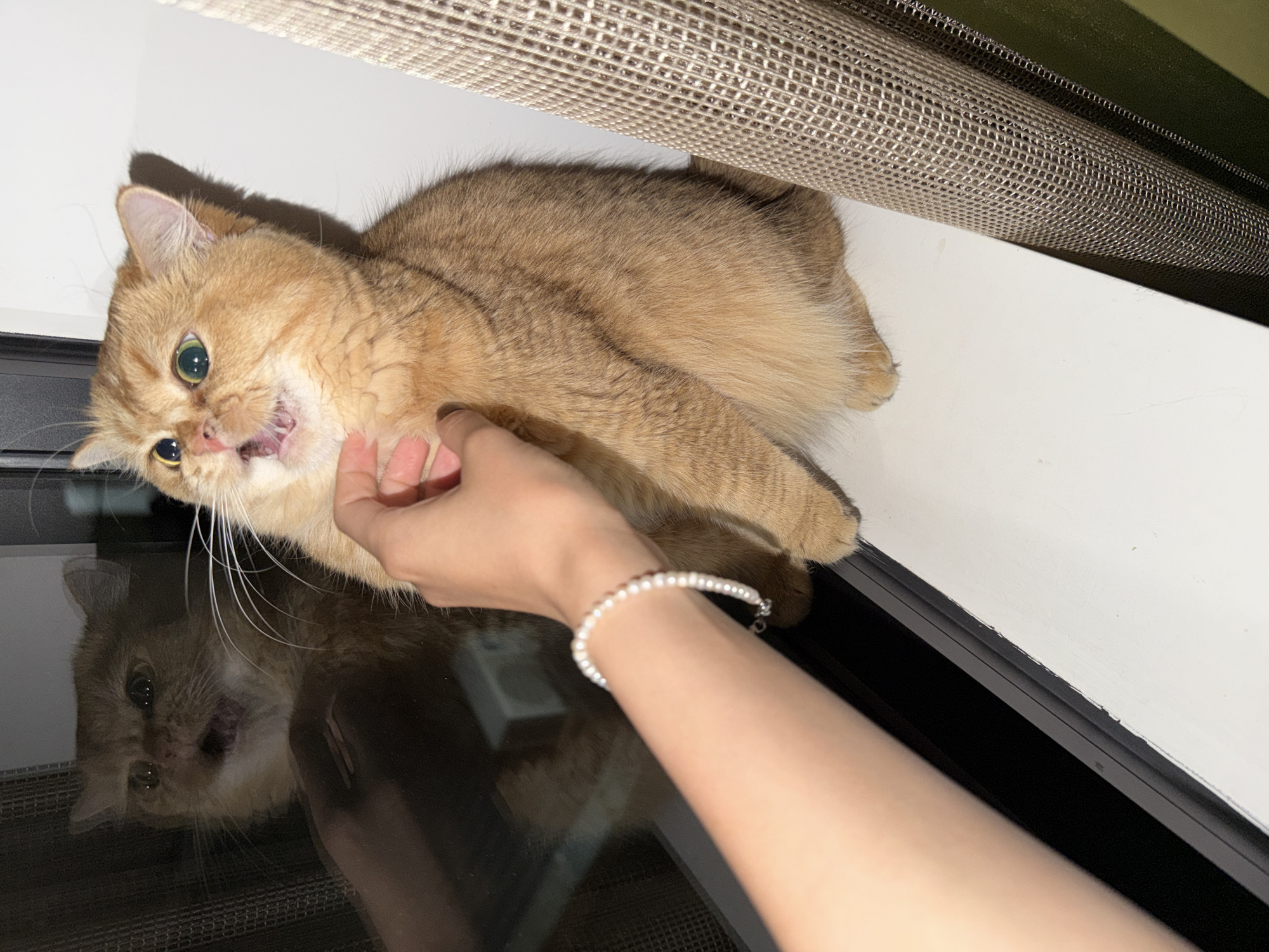 A golden cat with green eyes is perched on a white windowsill, its mouth open as if meowing or yawning. A person's hand, adorned with a pearl bracelet, is gently touching the cat's neck. To the left of the cat, a reflection in a dark, glass-like surface shows another cat, or perhaps the same cat from a different angle, with its mouth also open. A textured, beige material, possibly a curtain or screen, is visible on the right side of the image. The scene appears to be indoors, with a window and a windowsill being the primary elements of the environment. There is no indication of the location being in Đà Nẵng, Vietnam.