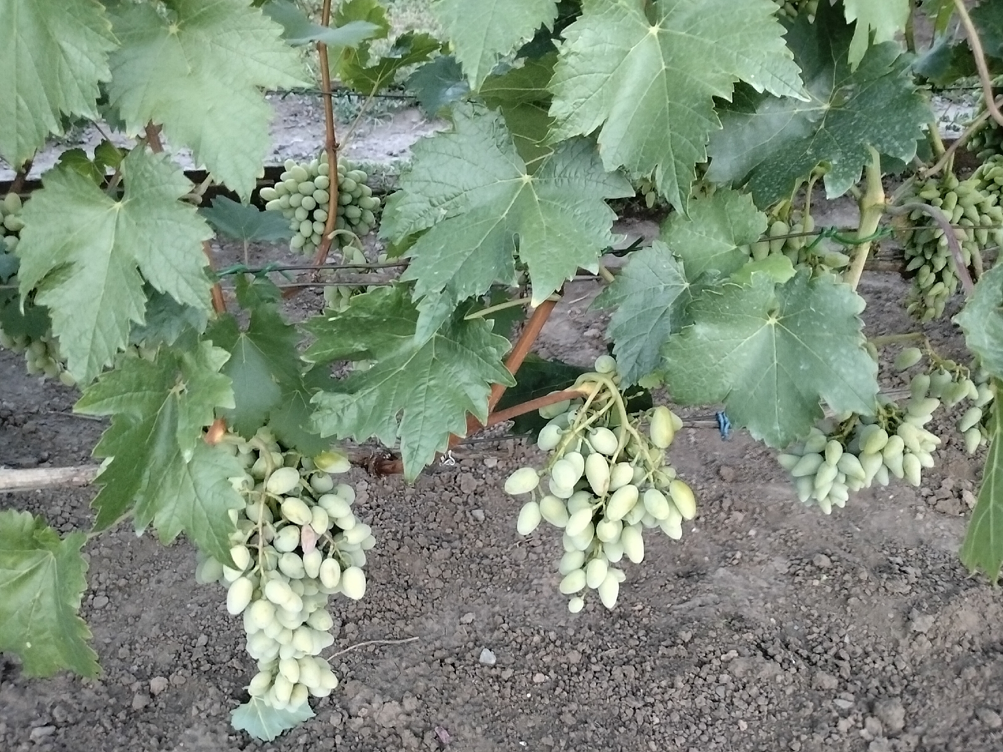 A cluster of light green grapes hangs from a vine, with large green leaves surrounding it. The grapes are oval-shaped and tightly packed together. The ground beneath the vine is covered in dark soil with small pebbles. The scene appears to be outdoors, possibly in a vineyard or garden. The image is taken from a slightly elevated angle, looking down at the grapes.