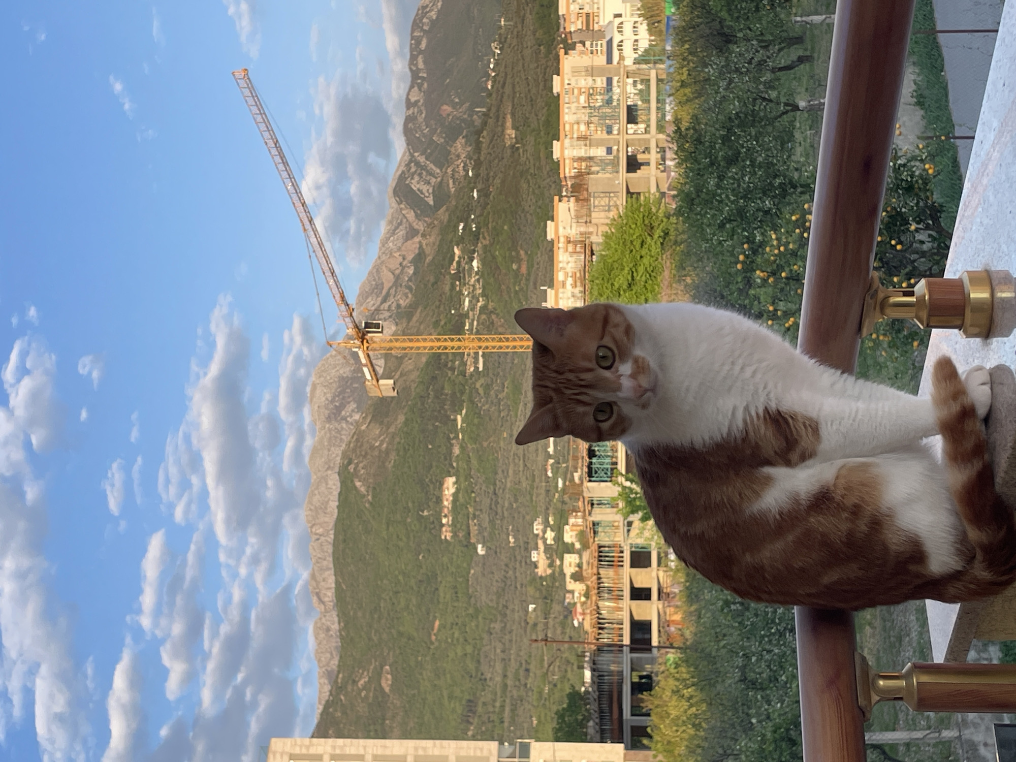 A medium shot, rotated 90 degrees clockwise, shows a ginger and white cat perched on a wooden railing of a balcony. The cat faces the camera with curious eyes. Behind the railing, the scene opens up to a view of buildings under construction, a mountain range, and a construction crane extending into a cloudy blue sky. Buildings and lush trees fill the middle ground between the railing and the mountains. It is sunny. Given the mountains and construction cranes, this image appears to be taken in Bar, Montenegro.