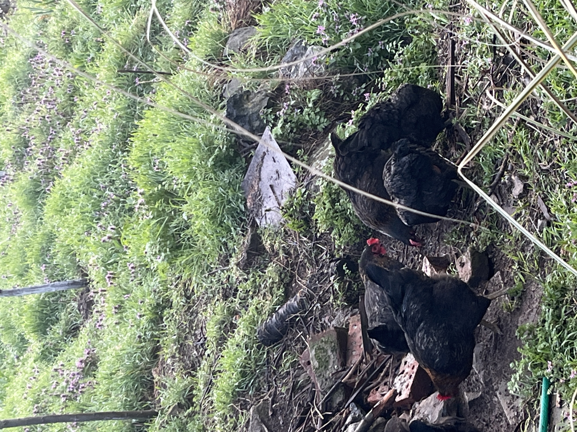 The image shows a patch of land with abundant green vegetation, including grass and small purple flowers. Several dark-colored chickens are present, clustered together in the right half of the image. Some metal and brick rubble is visible on the ground. The background includes dense vegetation and what may be a rocky area. The image appears to be taken at ground level, giving a close-up view of the chickens and their immediate surroundings. No people are visible. The location of Varshilo, Bulgaria, is not specifically identifiable within the scene.
