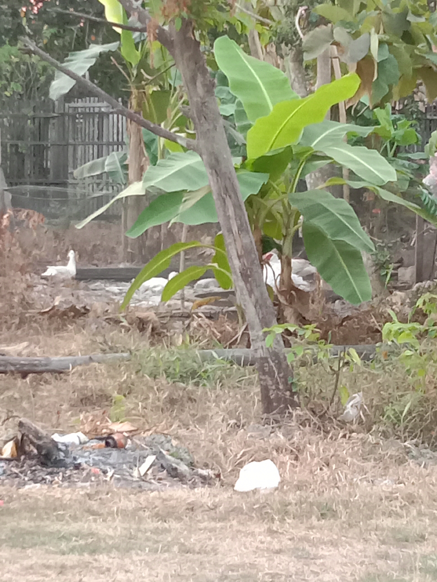 The image depicts an outdoor scene in Kuwu, Indonesia, featuring a naturalistic setting with vegetation and animals. In the background, a rustic wooden fence is visible, suggesting a rural or semi-rural environment. In the mid-ground, several white ducks are present in a shallow body of water or damp area. Two ducks are clearly visible, one facing left with its head up, and another in the background that is partially obscured. The surrounding ground is covered in dry grass and some scattered debris, including what appears to be burnt wood and ash in the foreground, indicating a fire pit or remnants of a fire. A large banana plant with broad green leaves is prominent in the center of the frame, with its trunk partially obscuring the view of some of the ducks. Other trees and foliage are present, contributing to the natural environment. The overall impression is of an undeveloped or semi-developed area within Kuwu.