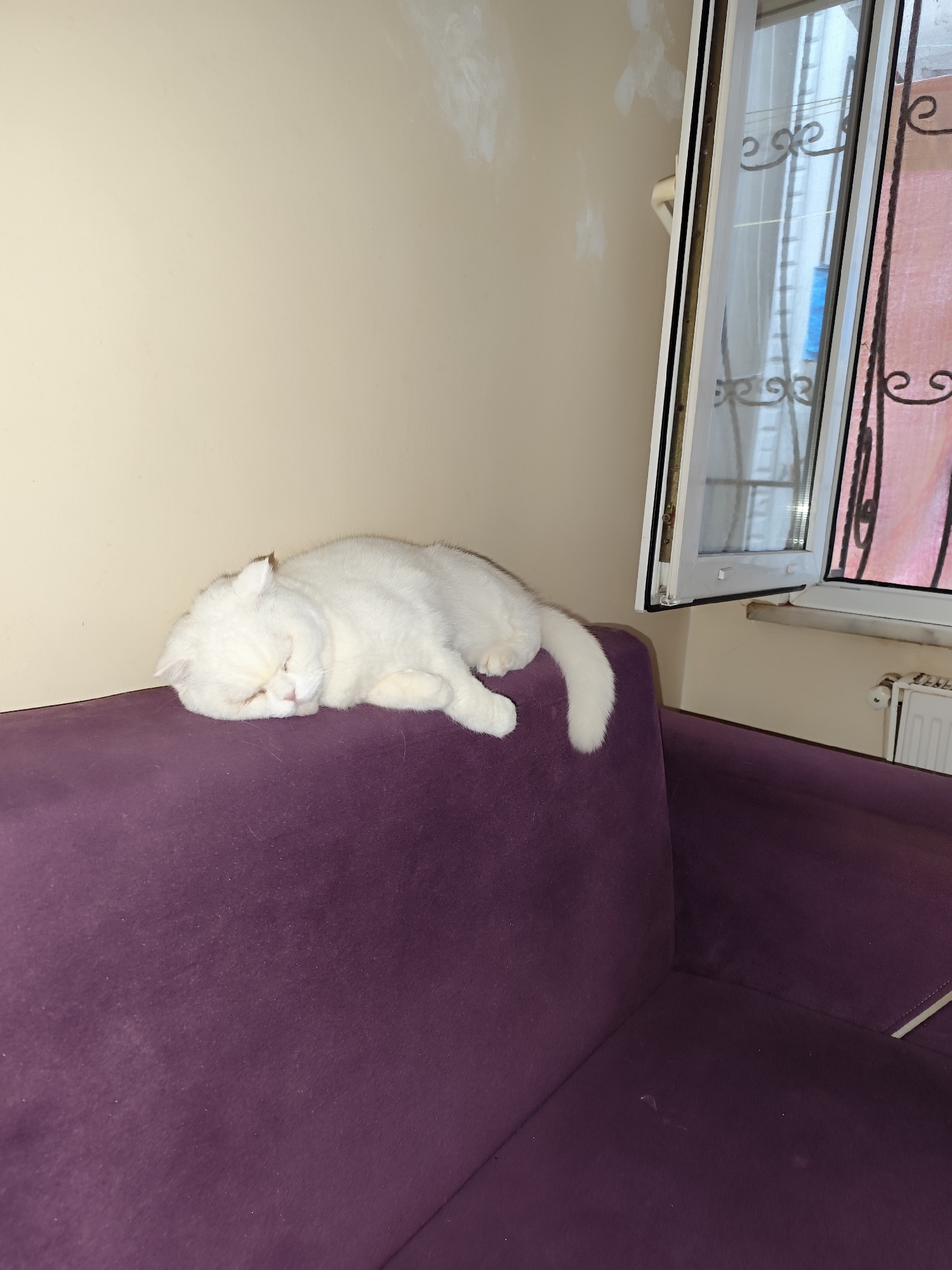 A white cat is sleeping on a purple couch. A window is to the right of the cat, with a radiator visible below it. The walls are beige. The location is Sarıyer, Turkey.