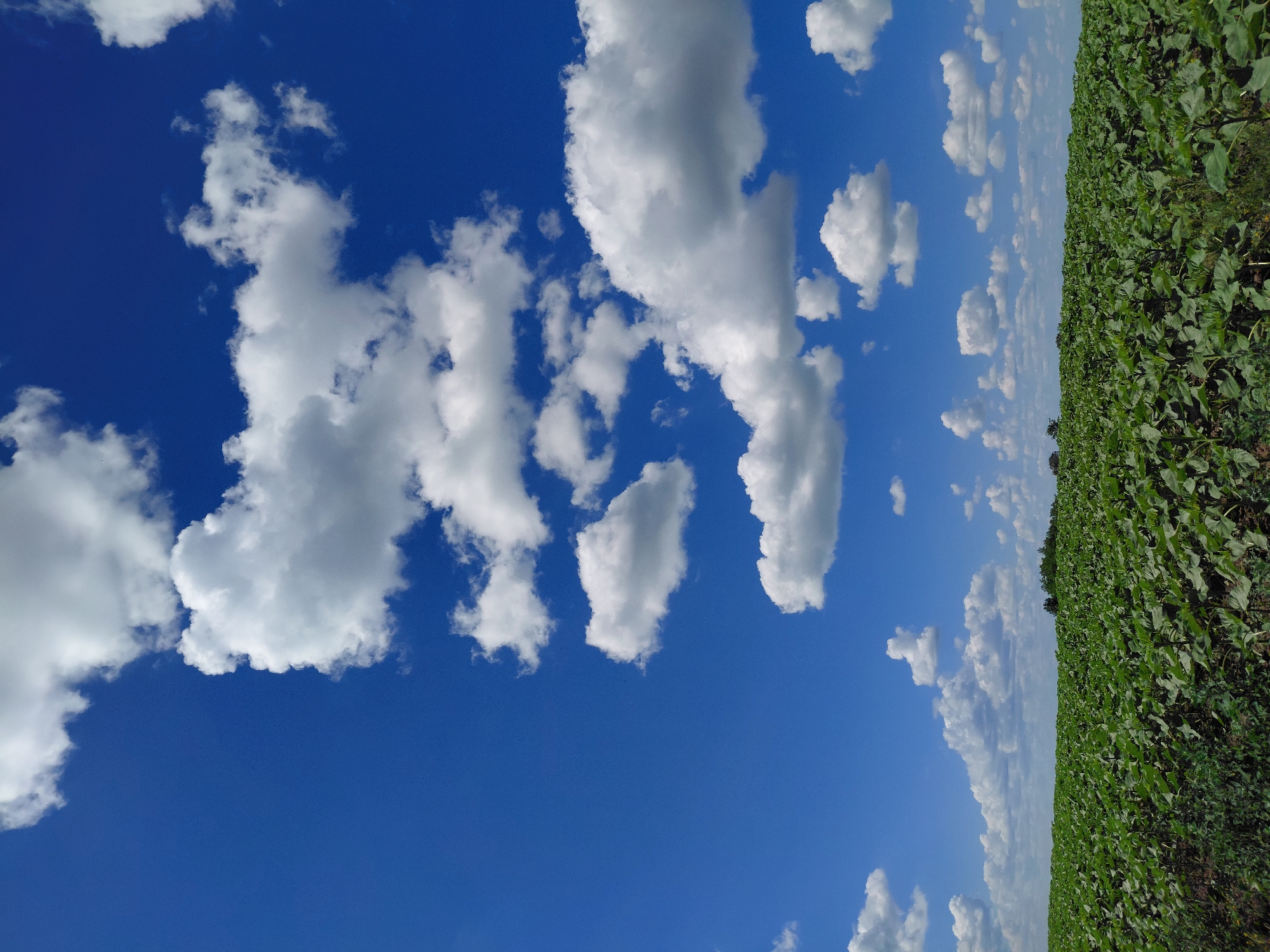 A vast field of green plants stretches across the lower half of the image. Above the field, a vibrant blue sky is filled with numerous white, fluffy clouds of varying sizes. The scene depicts an outdoor agricultural setting under a bright, cloudy sky. The location is unknown.