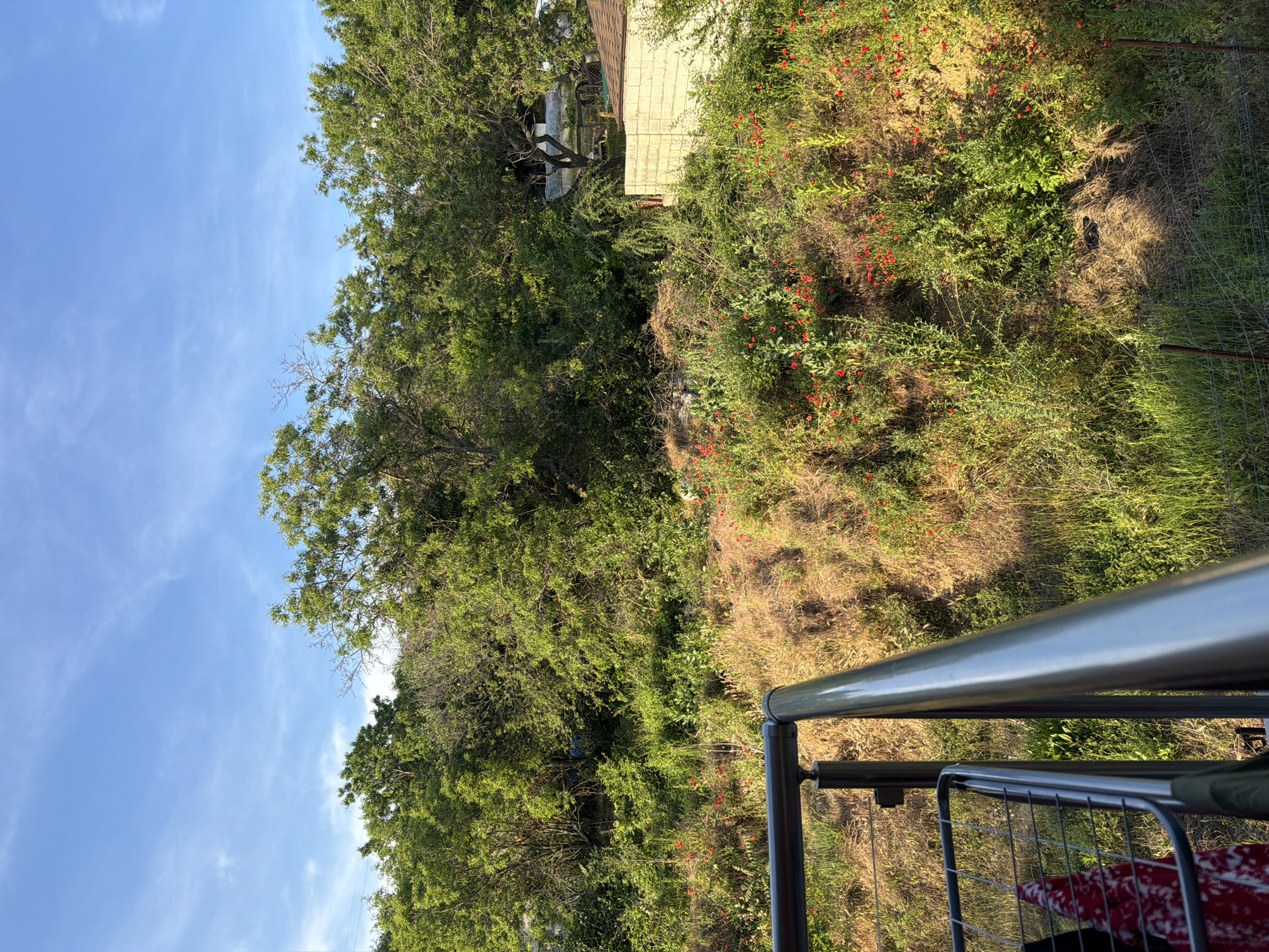 This image captures a sunlit hillside covered in lush green vegetation and numerous small red wildflowers. A dense line of trees forms a backdrop, with a clear blue sky dotted with wispy white clouds above. In the foreground, a metal railing and part of a drying rack with laundry are visible, suggesting a residential area. To the right, a portion of a light-colored brick building and a sloped roof can be seen, hinting at nearby structures. The scene appears to be an outdoor space, possibly a backyard or a hillside overlooking a residential area in Varna, Bulgaria, bathed in the warm light of a clear day.