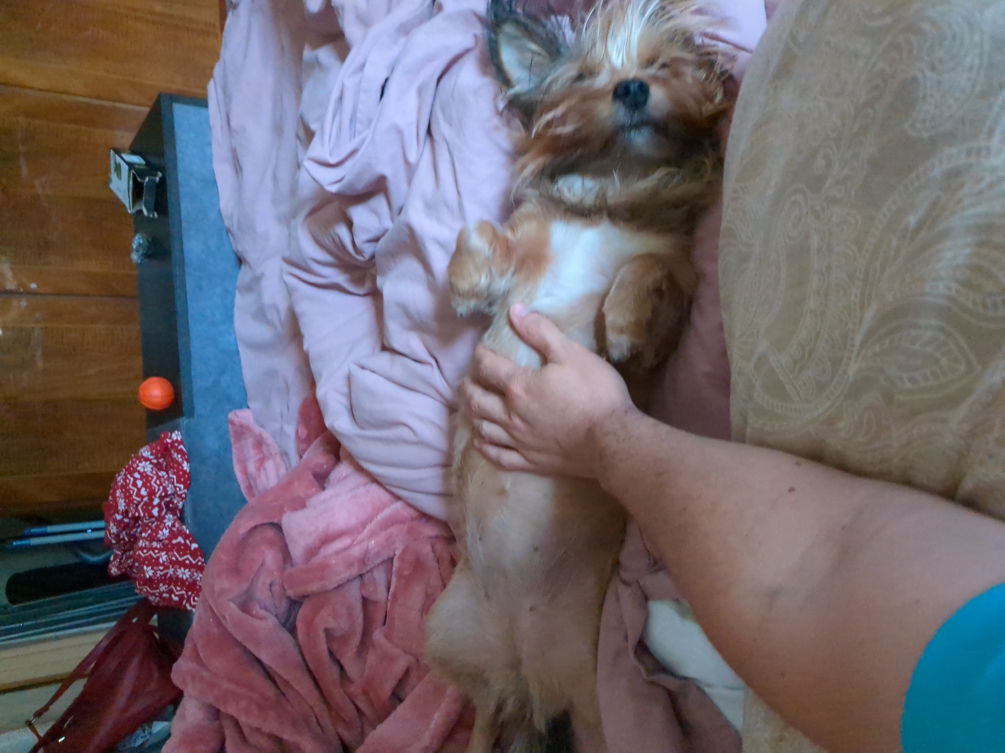 A person's arm is visible in the foreground, petting a small dog that is lying on its back on a bed. The dog has light brown fur and is partially obscured by the arm. The bed is covered in pink blankets. In the background, there is a wooden wall and a dark-colored dresser with an orange ball and a small box on top. The scene appears to be indoors, likely a bedroom. The location in Boryspil, Ukraine cannot be determined from the image.