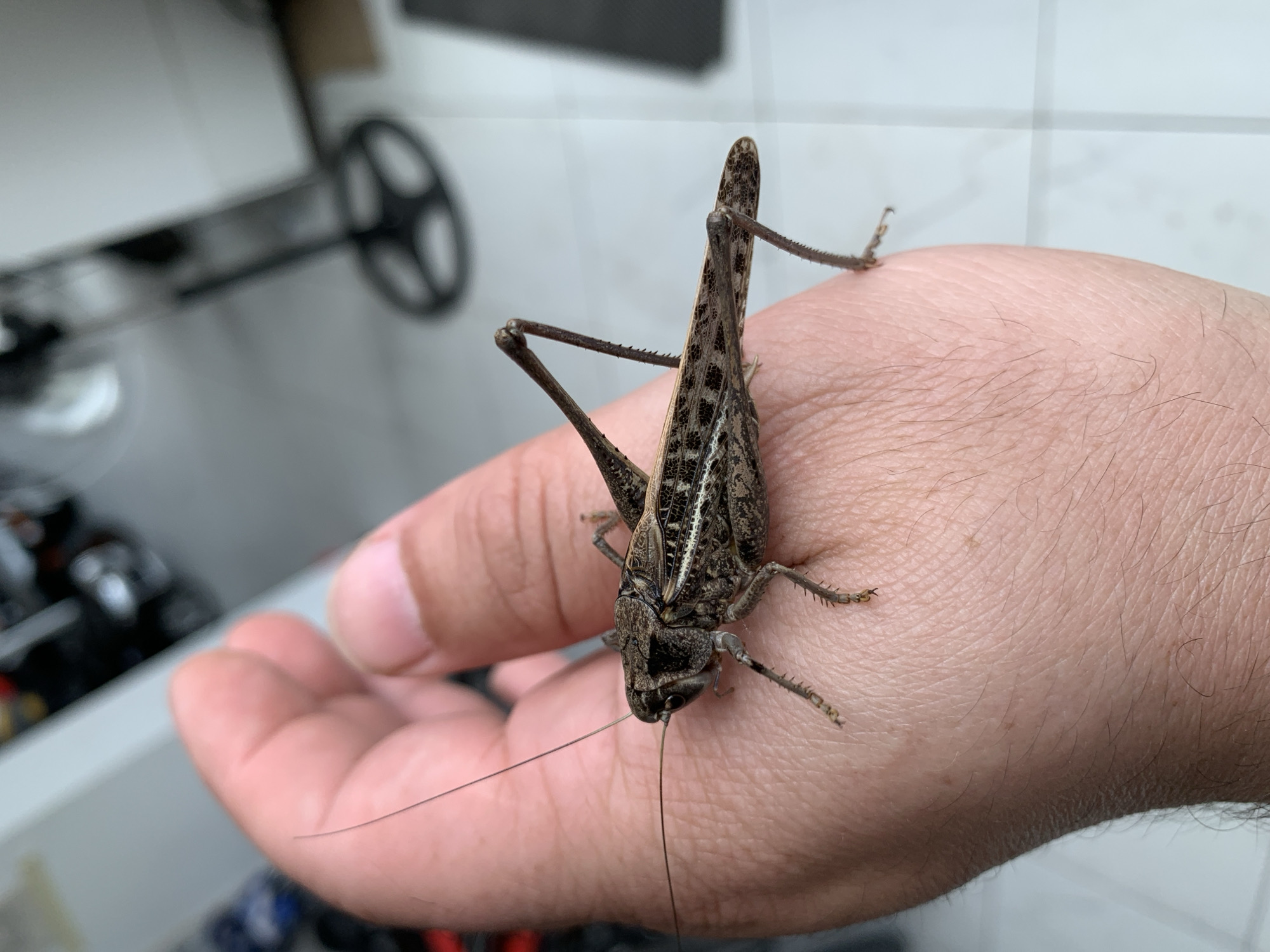 A brown, speckled grasshopper is resting on a person's outstretched hand. The grasshopper is positioned horizontally across the palm, with its long antennae extending forward. Its legs are visible, with the hind legs appearing particularly robust. The skin of the hand shows pores and fine hairs. In the background, the scene is out of focus, showing what appears to be an indoor environment with a tiled floor and some blurry objects, possibly furniture or equipment. The lighting suggests it is daytime. The location in the city of Kropotkin, Russia, is not discernible from the visual information provided in the image.