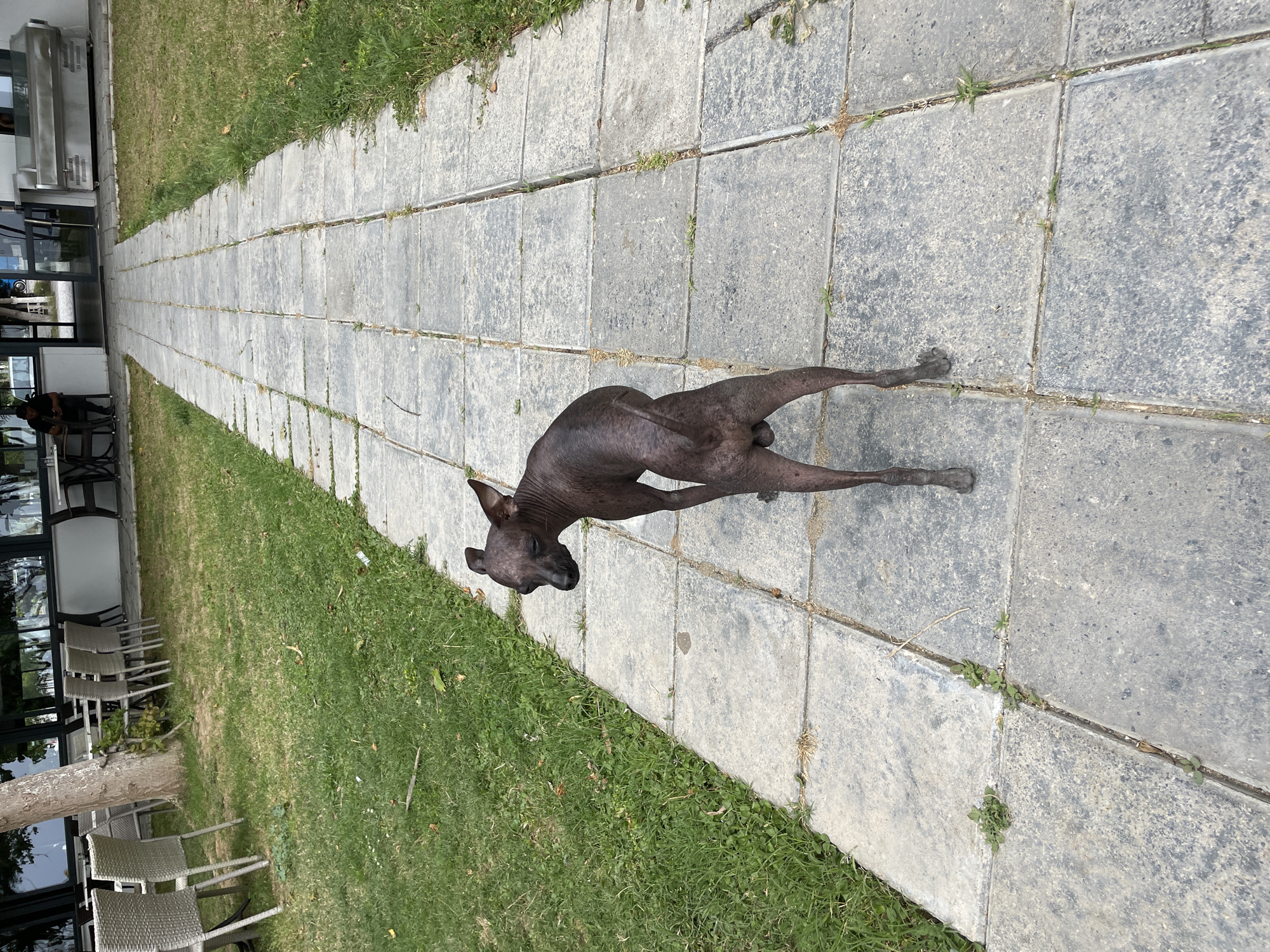 The image shows a hairless dog standing on a gray tiled walkway in an outdoor setting. The walkway is bordered by green grass on both sides. In the background, there is a building with large windows, and some outdoor seating is visible. The location appears to be a patio or outdoor dining area, though the specific city is unknown.