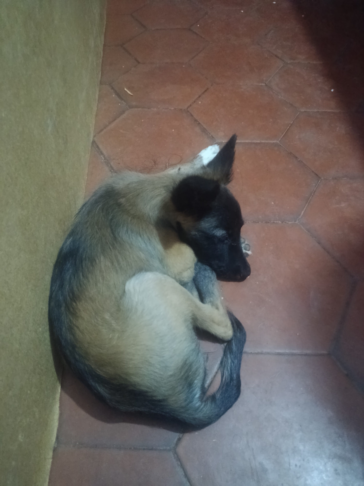 A tan and black puppy is curled up asleep on a red tile floor in a corner where two walls meet. The wall to the left is painted a light yellow. The hexagonal tiles on the floor are red and separated by thin lines of grout. The puppy has black fur on its face and a black and tan tail. The location is identified as Juan Griego, Venezuela.