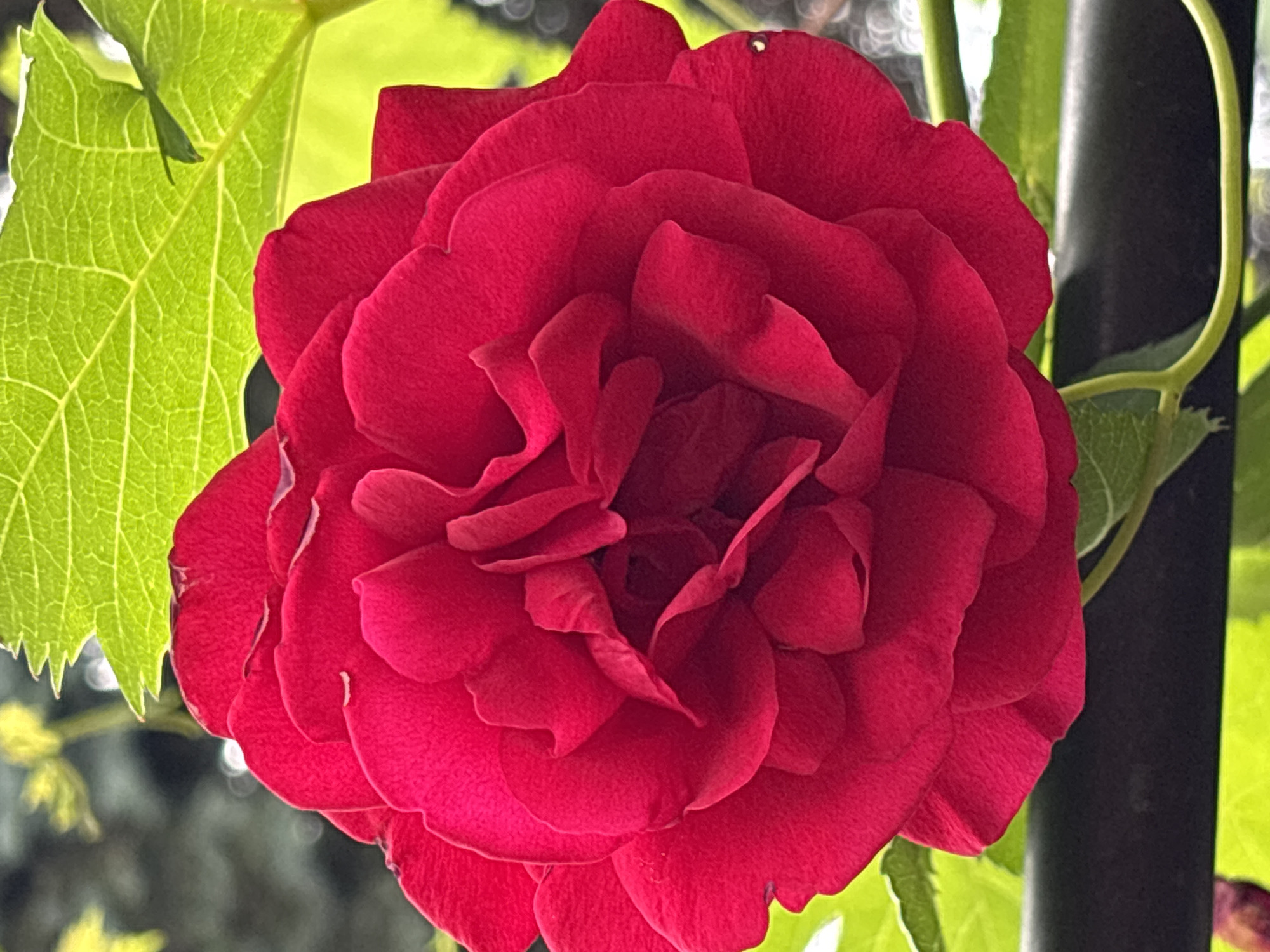 A close-up, upward-facing shot showcases a vibrant red rose bloom, its petals densely layered and unfurling towards the viewer. Sunlight illuminates the rose from above, casting a gentle glow and highlighting the intricate textures of the petals. Behind the rose, a large, luminous green leaf is visible, its veins clearly defined, adding a contrasting natural element. In the background, soft-focus foliage and hints of a dark, horizontal bar suggest an outdoor setting, possibly a garden or balcony railing. The overall impression is one of natural beauty and floral artistry. The image provides no contextual information regarding its location in Montana, Bulgaria.