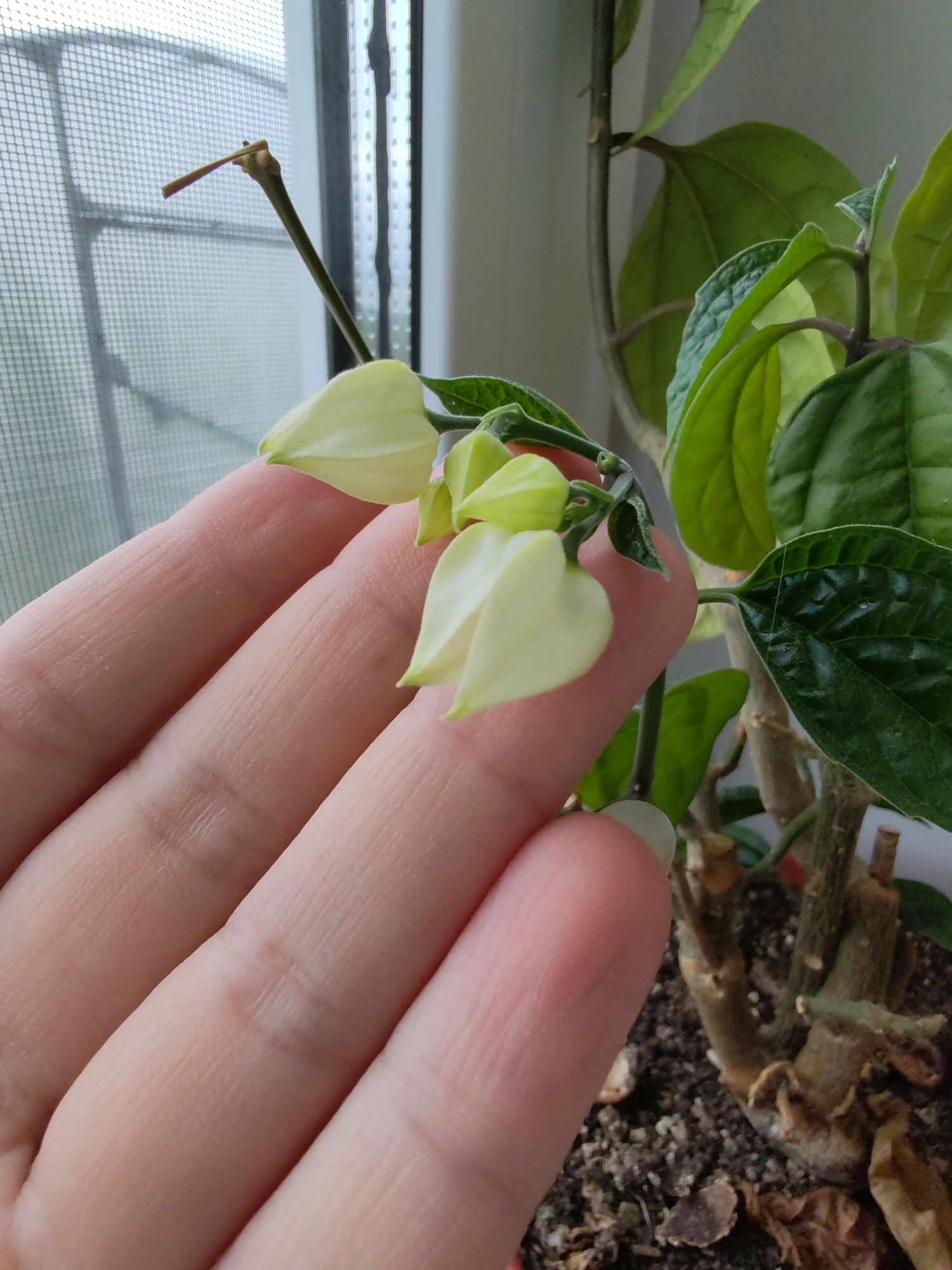 The image depicts a close-up view of a hand gently holding a plant with pale yellow flowers and green leaves. The plant appears to be in a pot, with soil and dried leaves visible at the base. In the background, a window with a screen is visible, suggesting an indoor setting near a window. The lighting is soft, likely from natural daylight. There is no indication of the city of Чухлэм, Russia, or any urban environment.