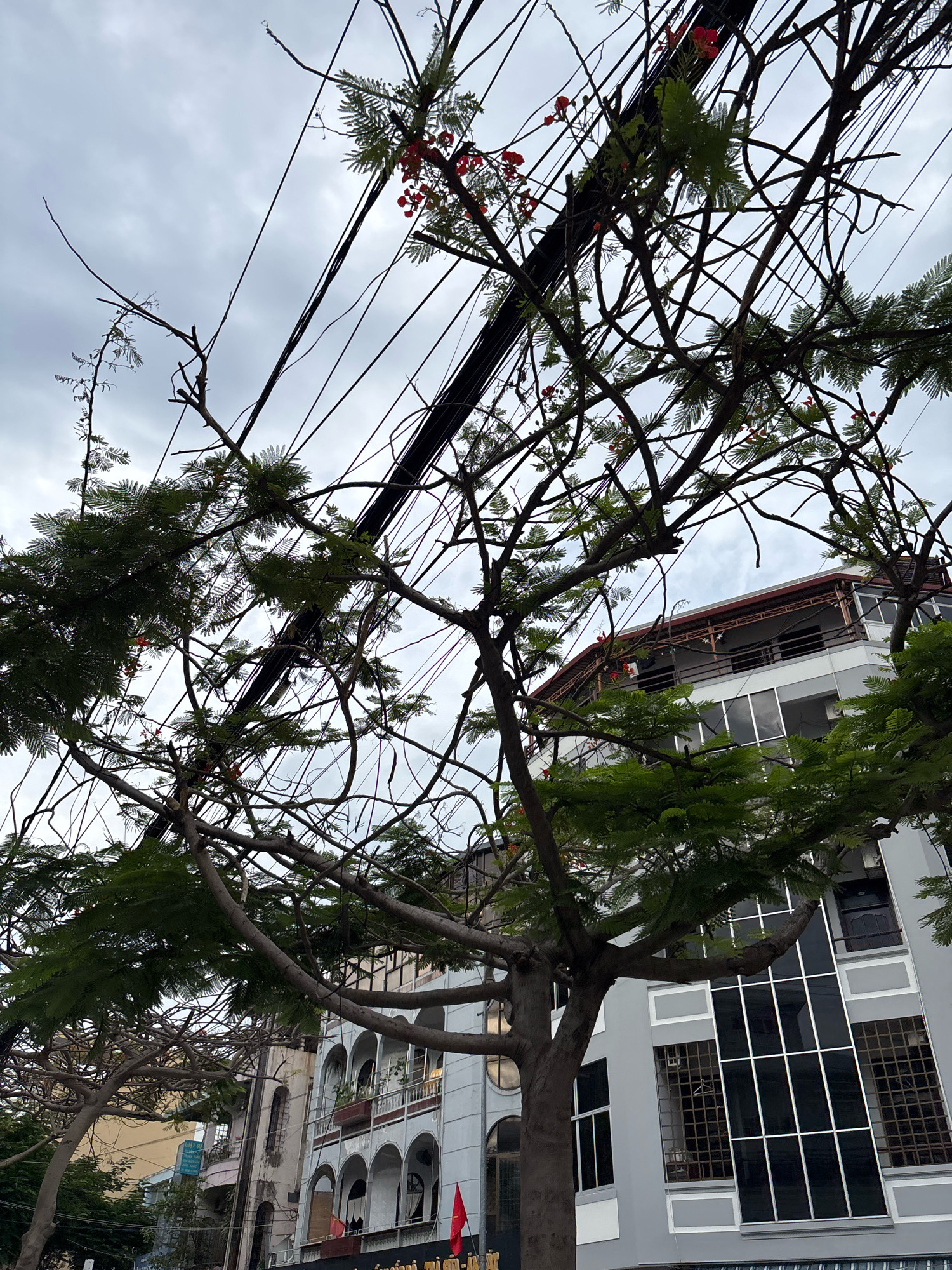 This is a photograph taken from a low angle, looking up through the branches of a tree with green leaves and small red flowers. The sky is overcast and grey. Overhead, a dense network of black electrical wires crisscrosses the frame. In the background, the upper floors of a modern, multi-story building are visible. This building has a light gray facade with white trim, large dark windows, and a sloped roof with exposed beams. Below this building, the facades of older, narrower buildings with arched windows and balconies are visible. Red flags are hanging from some of these older buildings. The scene appears to be on a street in Nha Trang, Vietnam, where such tangled overhead wires are common.