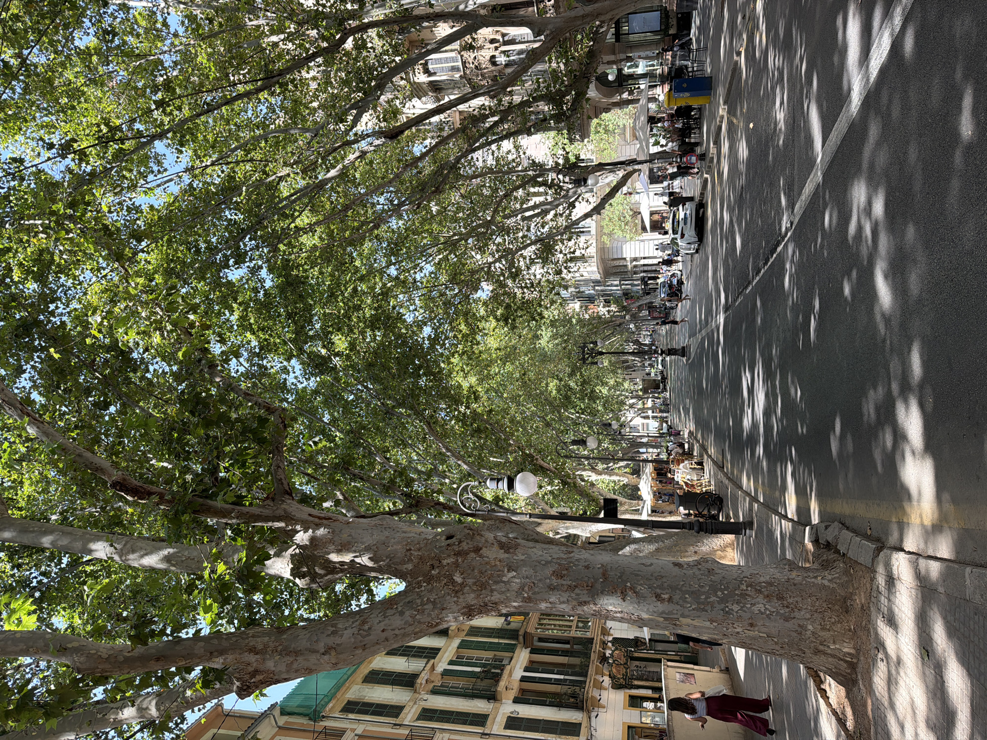 The image depicts a tree-lined street in Palma, Spain, likely Las Ramblas, a popular promenade. Large, mature trees with dense green foliage cast dappled shadows across the asphalt road and sidewalk. Buildings with traditional architecture, featuring balconies and shutters, flank both sides of the street. Several people are walking along the sidewalk, some appearing to be tourists. There are also parked cars and outdoor seating areas for cafes or restaurants. The sky is clear and blue, indicating a sunny day. A woman in a red skirt and white top is walking away from the camera on the left sidewalk. A lamppost with a globe-shaped light fixture is visible near the large tree trunk in the foreground.