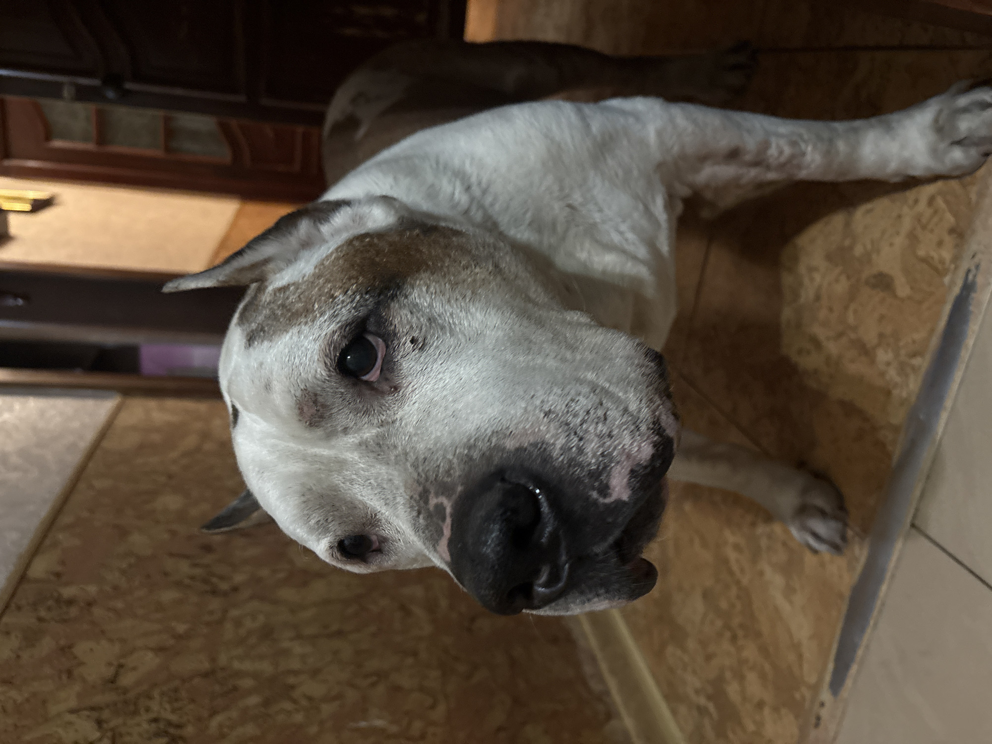 A close-up, high-angle shot shows a dog lying on a brown, patterned floor. The dog is mostly white with brown patches around its eyes and ears. Its nose is large and black, filling much of the lower portion of the frame. Part of a dark wooden cabinet is visible in the upper left corner, suggesting an indoor setting. The dog is the primary subject and appears to be resting or looking up at the camera. There's no information present that confirms the location in the city of Krasnoyarsk, Russia.