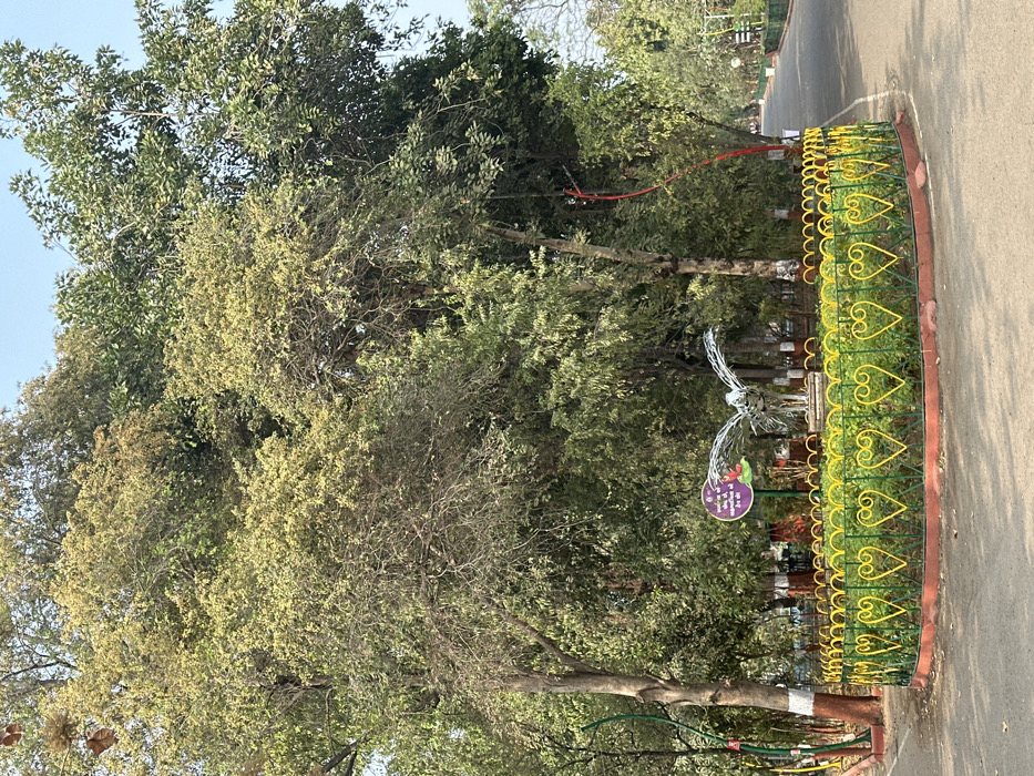 The scene depicts a public park, specifically Kamati Baug (Sayaji Baug) in Vadodara, Gujarat, India. A dark gray asphalt pathway curves from the lower left foreground into the right midground, bordered by mature trees and a central landscaped island.
In the midground, a circular garden bed, approximately 3 meters in diameter, is enclosed by a low fence. This fence is constructed from yellow wrought iron in repeating heart-shaped motifs, mounted on a green rail above a reddish-brown brick base. Within this garden, a silver-toned metallic sculpture of a bird in flight, with outstretched wings, stands centrally. The bird sculpture appears to be crafted from layered or woven metallic strips, measuring approximately 1.5 to 2 meters across its wingspan. To the left of the sculpture, a purple circular sign displays white text in Gujarati script with a small colorful floral graphic below. The garden bed contains low green shrubbery.
Numerous trees with dense foliage, exhibiting various shades of green and yellowish-green, dominate the background and flank the pathway. Several tree trunks along the path have their bases painted white. A partial view of a curved red metal structure is visible on the right side of the path, beyond the heart-shaped railing. The sky is clear and light blue, indicating bright, direct sunlight. No people or animals are visible in the scene.