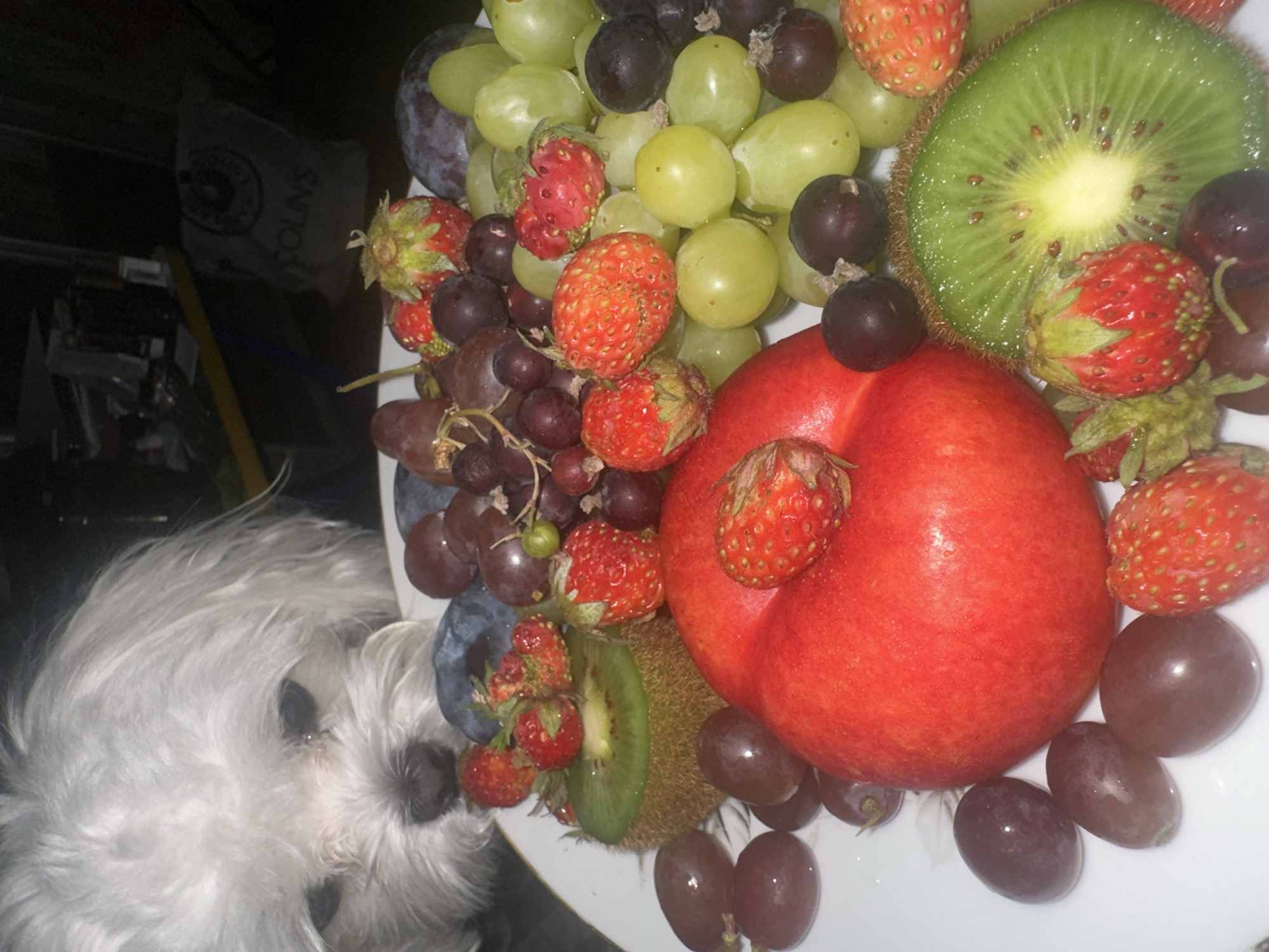 A small, fluffy white dog with dark eyes peers down at a platter of fruit. The dog's fur is dense and appears to be groomed. In the foreground, the platter is filled with a colorful assortment of fruits. There are bright red strawberries, some with visible seeds, and a whole red apple, possibly a pomegranate. Several slices of kiwi, showing their distinctive green flesh and black seeds, are also present. A variety of grapes, in shades of deep purple and pale green, are scattered throughout the arrangement. The platter itself appears to be white with a delicate patterned edge. The background is dark and out of focus, suggesting an indoor setting. There are no visible people or other animals in the frame. The lighting is dim, with the fruit and dog being the primary subjects illuminated. The image is cropped tightly around the dog and the fruit, obscuring any broader environmental context that could place it in Petropavlovsk-Kamchatsky, Russia.